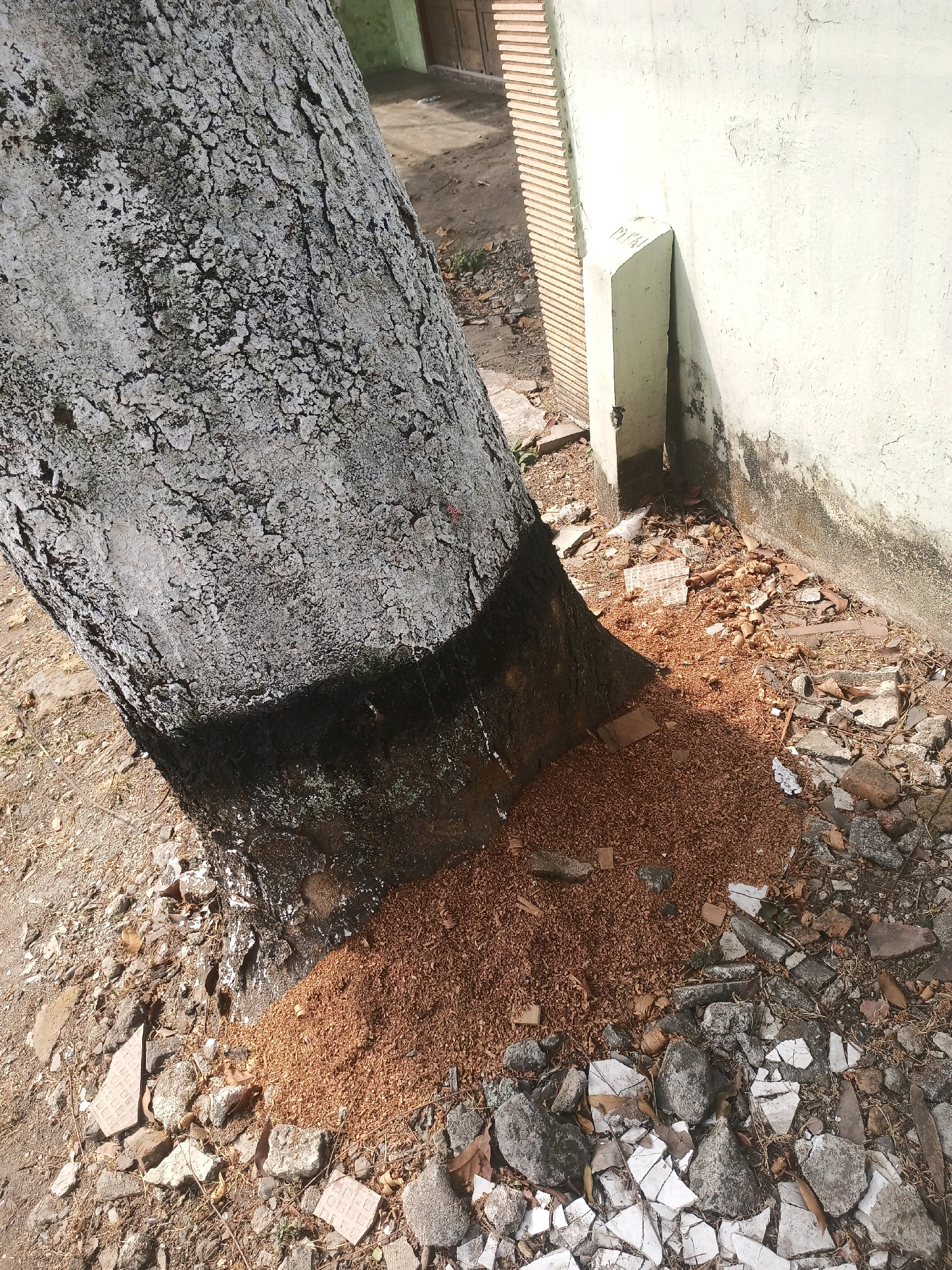 A large tree trunk leans against a weathered, light-colored wall. The base of the trunk is dark and wet, with a stream of liquid running down it and pooling on the ground. A pile of reddish-brown wood shavings or debris is accumulated at the base of the tree, partially covering broken pieces of white tiles and rocks. The ground is a mix of dirt, debris, and dried leaves. In the background, a building with a textured facade is visible, suggesting an urban or semi-urban setting. The scene appears to be in Malang, Indonesia, given the context provided.