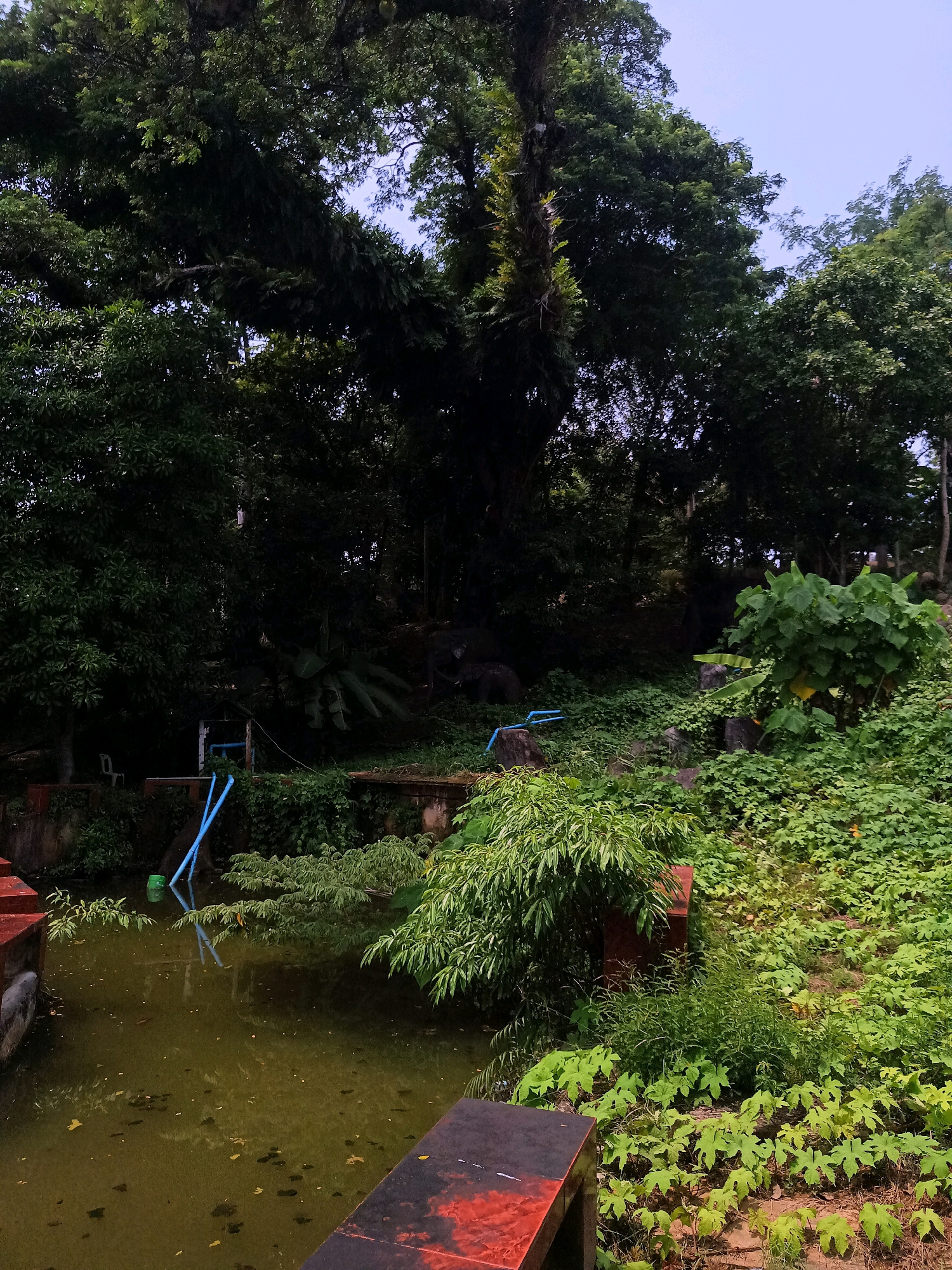 A serene outdoor scene in Sai Thai, Thailand, captures a tranquil pond surrounded by lush vegetation and towering trees. The murky green water of the pond reflects the overcast sky and the surrounding foliage. Two red-brown structures, possibly benches or platforms, are partially submerged in the water on the left and in the foreground. Blue pipes protrude from the water's edge on the left, suggesting a water feature or irrigation system. Dense green foliage, including various types of plants and trees, dominates the landscape, creating a sense of natural abundance. The backdrop is a dense canopy of trees, with sunlight filtering through, casting dappled shadows. The overall impression is one of a secluded, natural oasis within a tropical setting.
