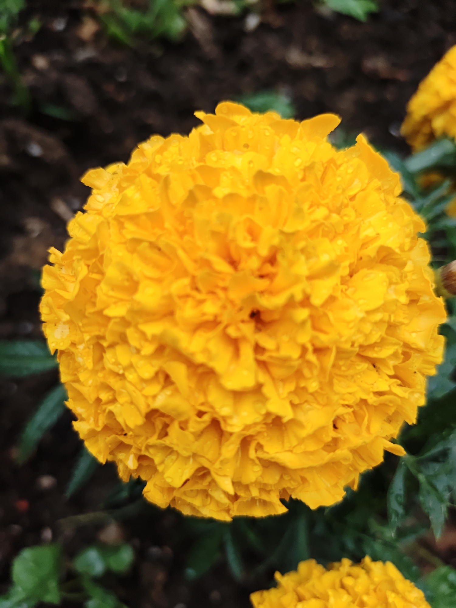 A close-up, eye-level, medium shot captures a vibrant orange marigold flower in full bloom. The flower's petals are densely packed and exhibit a ruffled texture, with visible water droplets clinging to their surface, indicating recent rain or dew. The background is softly blurred, featuring dark soil and hints of green foliage, suggesting an outdoor garden setting. The lighting is diffused, highlighting the rich color of the flower. This scene appears to be in Shcherbinka, Russia, consistent with a typical garden environment found in the city. No people or actions are depicted.