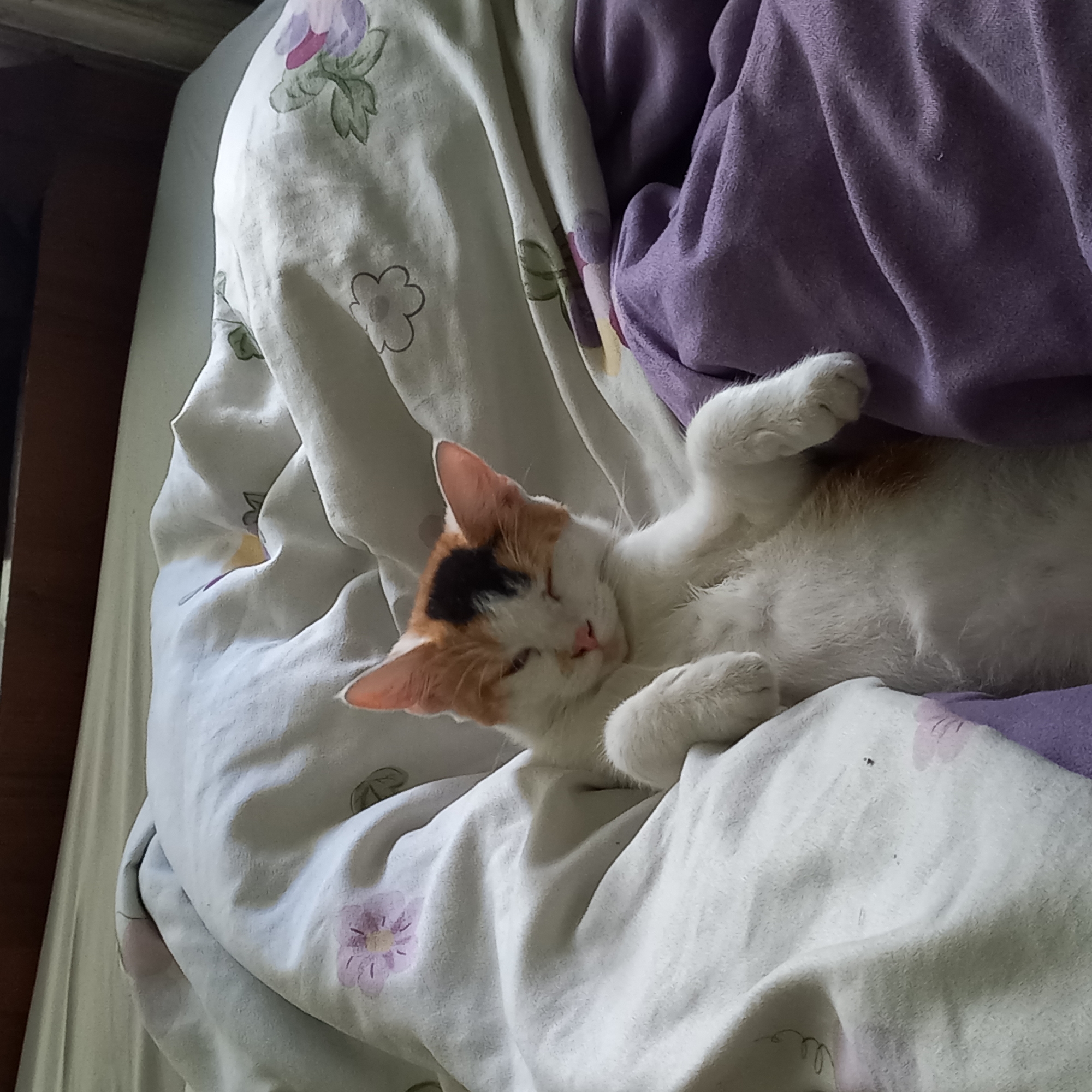 A calico cat with white, orange, and black markings is sleeping on a bed. The cat is lying on its back, with its paws curled up. The bed is covered with a white comforter with floral patterns and a purple blanket. The room appears to be a bedroom. The location is not specified in the image or provided context.