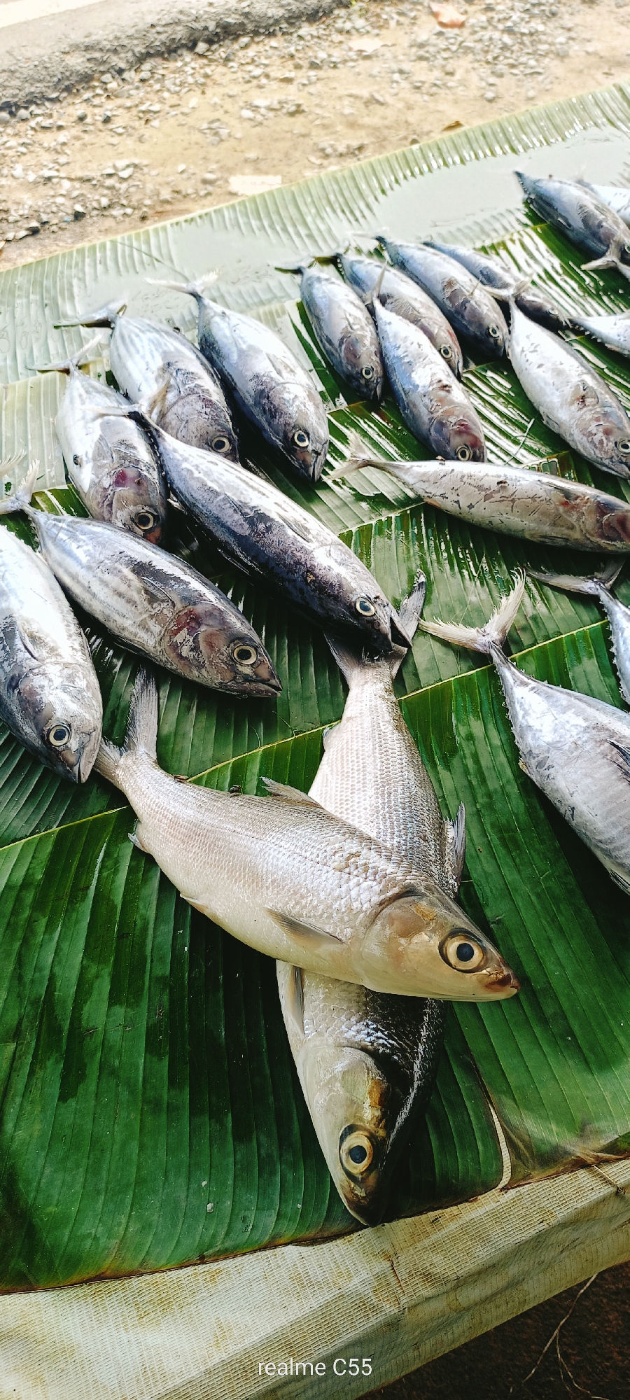 In Lhokseumawe, Indonesia, a scene unfolds on a textured, light-colored surface, possibly a mat or woven material, adjacent to a sandy, uneven ground. Spread across large, vibrant green banana leaves are numerous fish, meticulously arranged. The fish vary in size, but many appear to be of similar type, with sleek, silver bodies and prominent eyes. Some fish are whole, while others are positioned as if recently caught or prepared for sale. The lighting suggests it is daytime, with shadows indicating a directional light source. The overall impression is of a fresh catch, likely at a market or along a shoreline, with the banana leaves serving as a natural and traditional display.