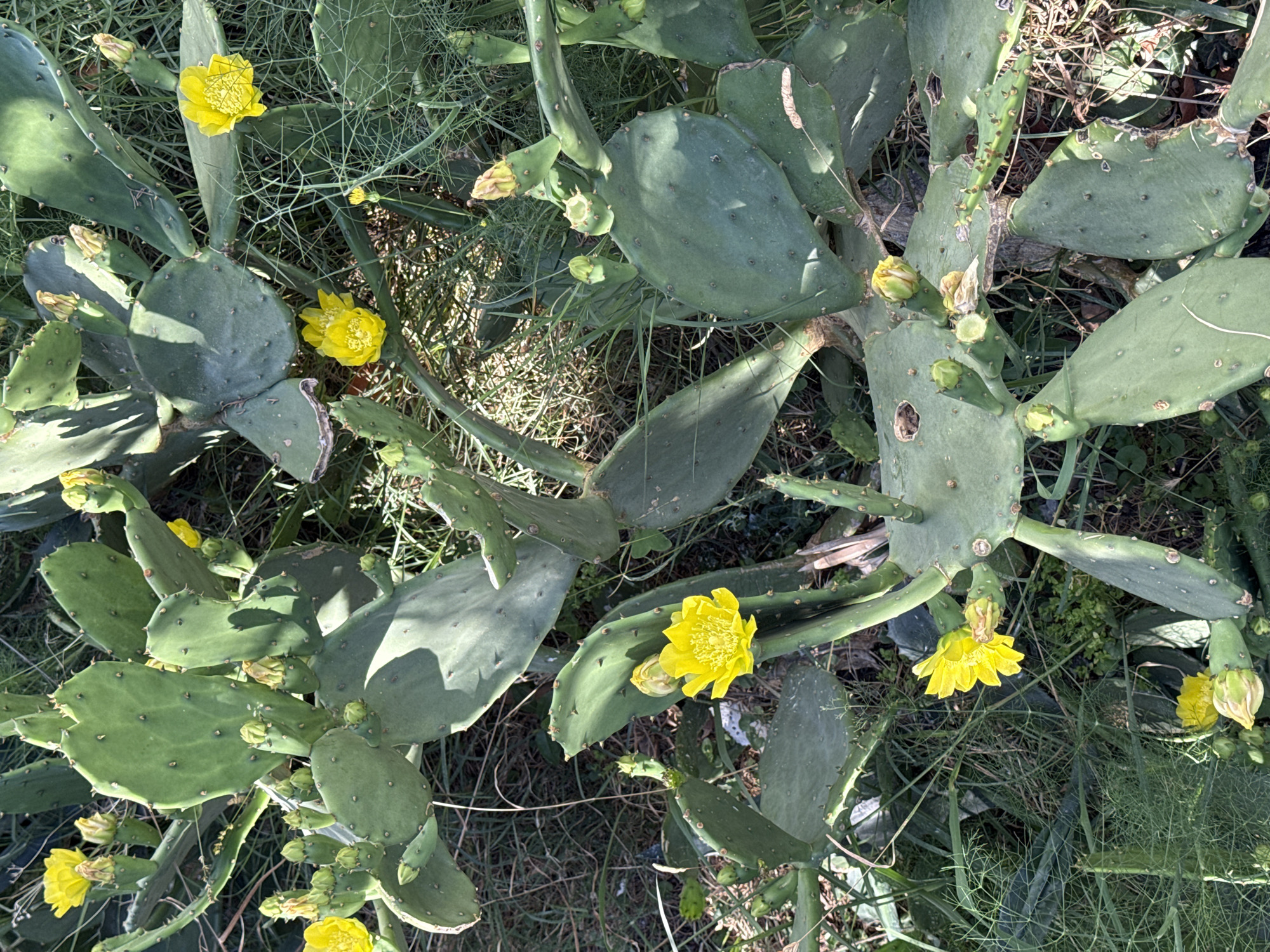 A sun-drenched, overhead shot reveals a dense cluster of prickly pear cactus pads, adorned with vibrant yellow blossoms and budding flowers. The cactus is situated amidst a bed of dry, green grass and delicate green foliage, suggesting an outdoor environment in Đenovići, Montenegro. The scene is devoid of any human presence or activity. The lighting indicates a bright, sunny day, casting subtle shadows across the cactus pads and ground cover.