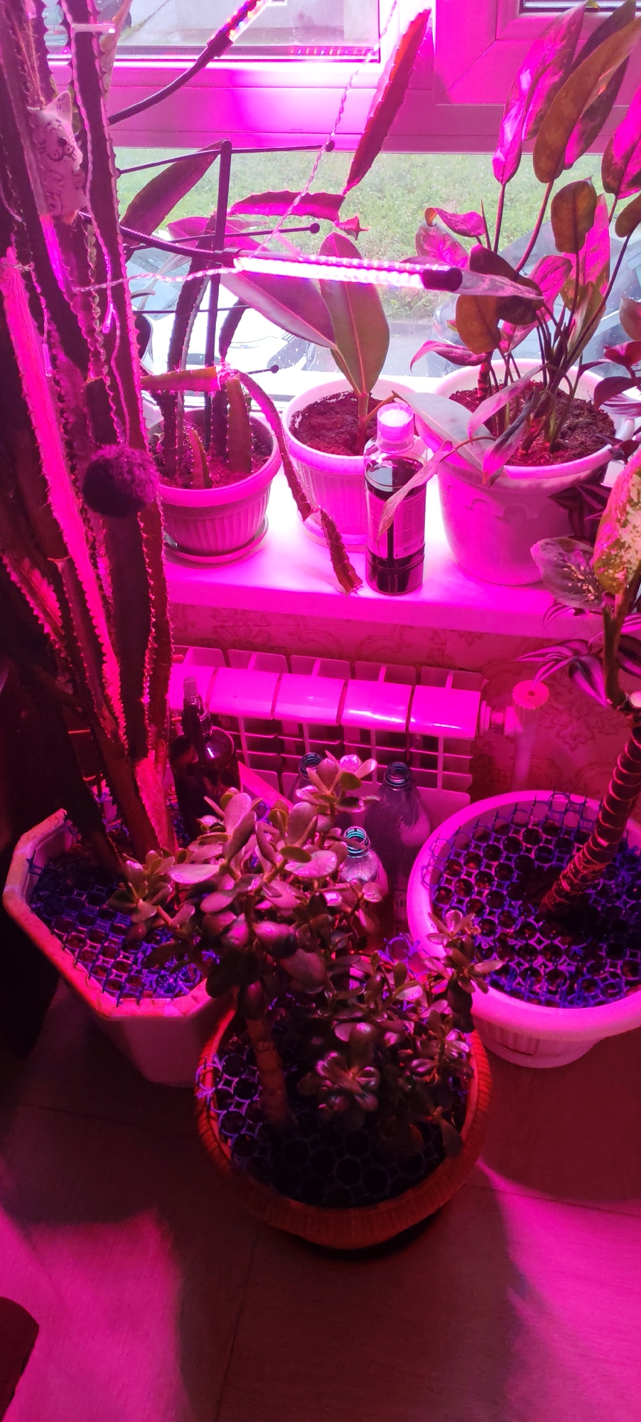 The image depicts an indoor setting with several potted plants illuminated by pink grow lights. The plants include a tall cactus, a jade plant, and other leafy varieties. They are placed on a windowsill, which overlooks an outdoor area with greenery visible through the window. Below the windowsill, a radiator is visible. In the foreground, on the floor, are more potted plants, including a jade plant in a decorative orange pot. Several bottles, some with dark liquid and others appearing empty with blue accents, are also present in the scene. The overall environment suggests a domestic space where plants are being cultivated. There are no people or animals visible in the image, and no specific landmarks that would pinpoint the location to Kaluga, Russia.