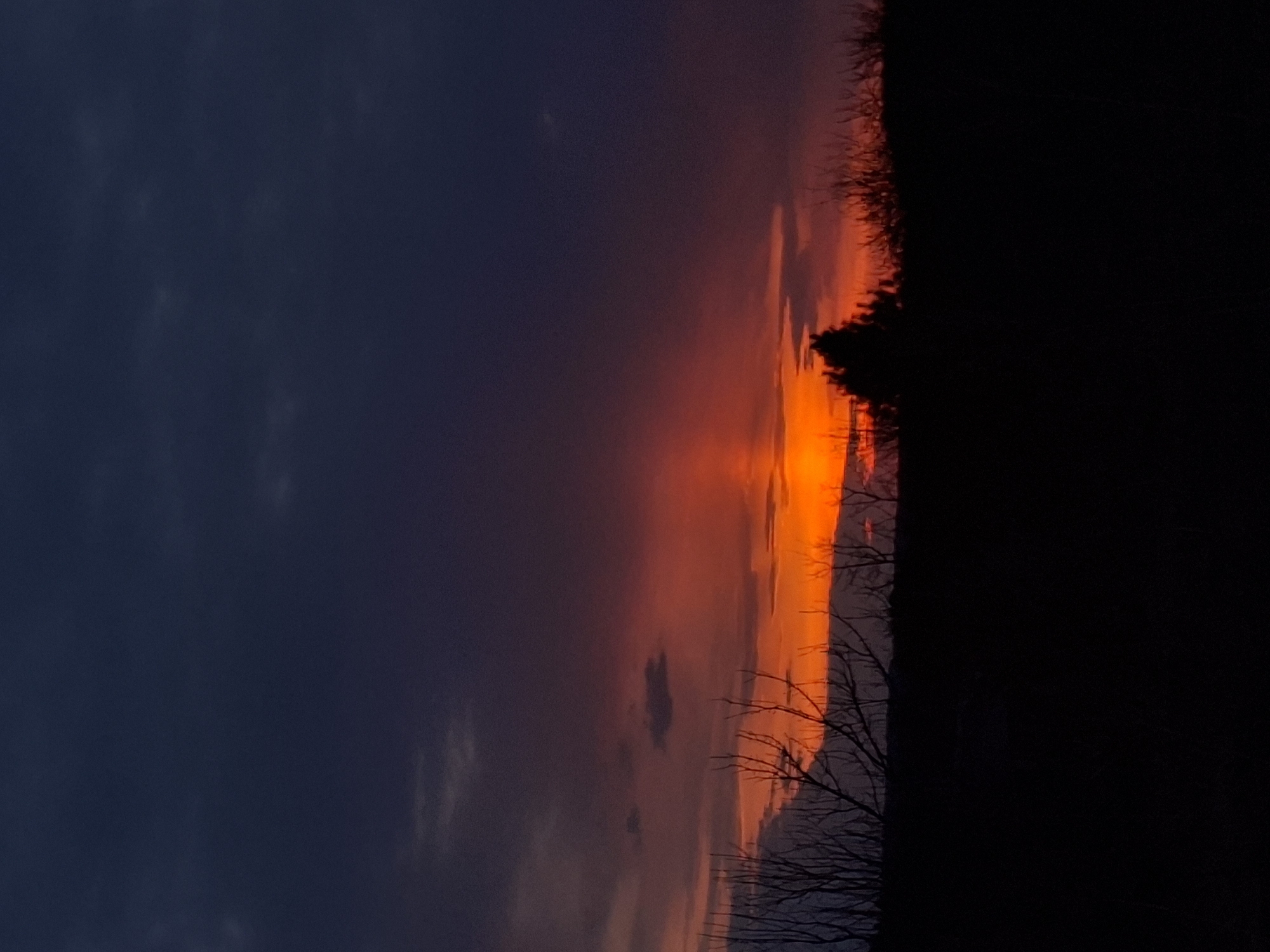 A vertical image of a sunset. The left side of the image is a deep blue color, transitioning to a mix of red, orange, and pink. A dark silhouette of trees, branches, and shrubbery is visible on the right side of the image. The location is Unknown, Unknown.