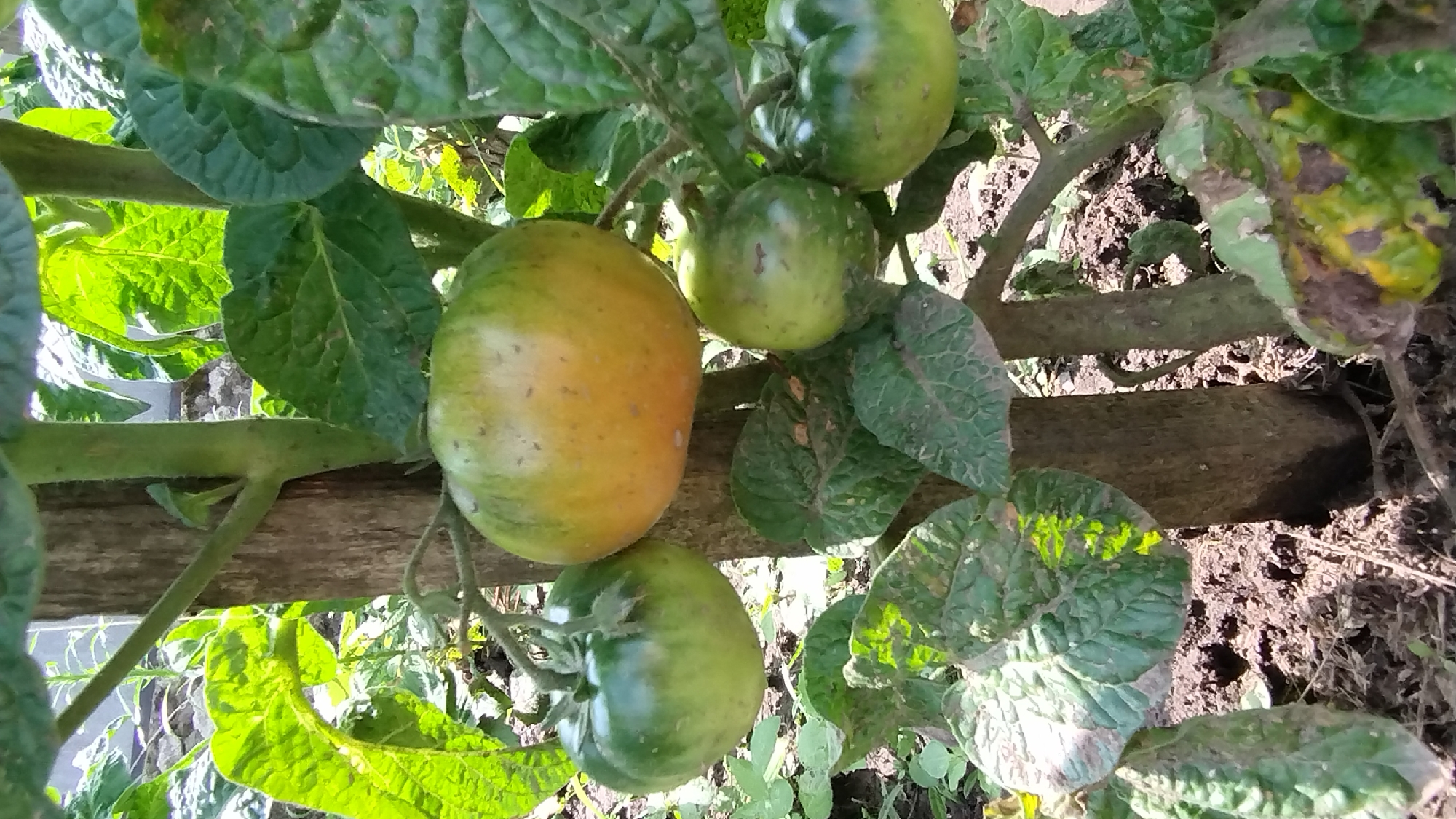A close-up, eye-level shot shows a tomato plant growing in soil. A thick, rough, brown stem is visible in the center of the frame, with several green branches extending from it. The branches are laden with tomatoes in various stages of ripeness, from a deep green to a yellowish-orange hue. Large, textured green leaves with slightly crinkled edges surround the tomatoes and branches. The ground beneath the plant is covered in dark brown soil, with some lighter brown organic matter scattered about. The background is blurred, with hints of more green foliage and what appears to be a rustic wooden fence or structure. The lighting suggests an outdoor environment, likely during the daytime, with dappled sunlight illuminating parts of the plant.