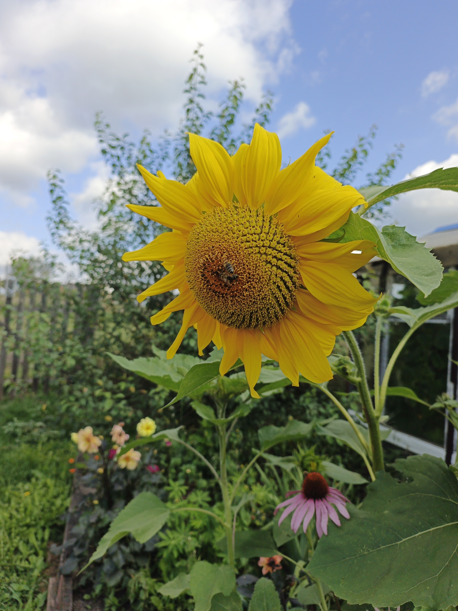 In a garden in Medvedyovka, Russia, a close-up shot captures a vibrant sunflower in bloom, its yellow petals extended against a backdrop of a blue sky dotted with white clouds. The sunflower's center is a rich brown, speckled with tiny seeds and two small bees actively collecting pollen. To the lower right of the sunflower, a pink coneflower with a dark brown center adds another splash of color to the scene. The background is filled with lush green foliage, including leafy plants and a wooden fence, indicating a natural, possibly rural setting. The overall impression is one of a peaceful, sunlit day in a flourishing garden.