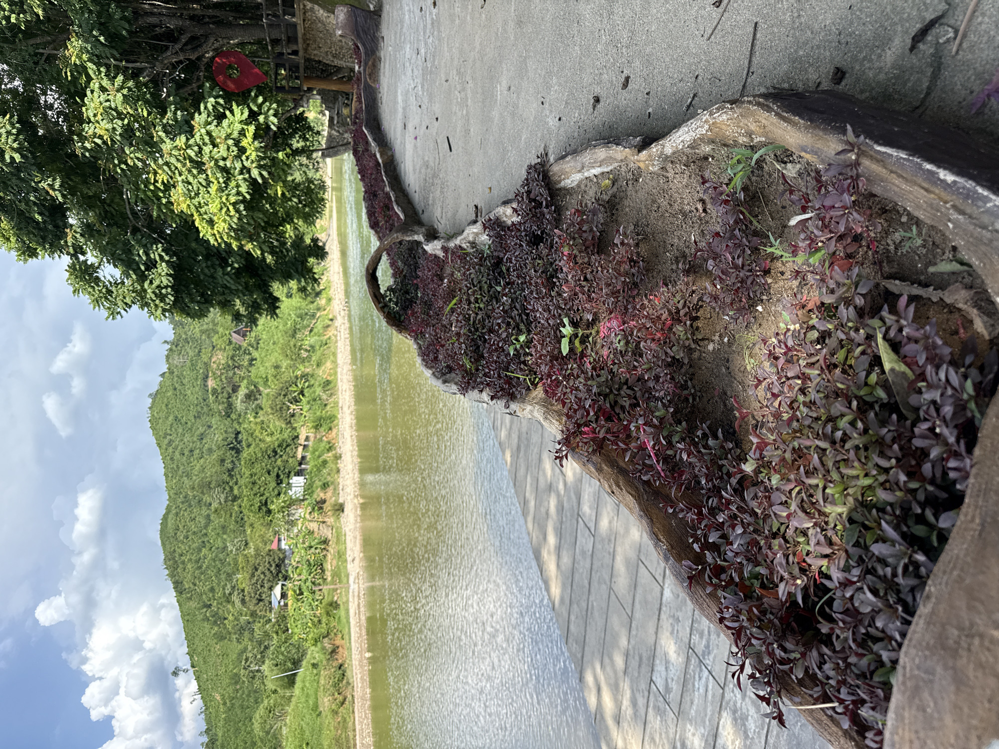 The image depicts a picturesque scene in Nam Khanh Vinh, Vietnam, likely during daylight hours given the bright, overcast sky. The foreground is dominated by a decorative planter filled with lush, dark red-leaved plants, adding a vibrant splash of color to the natural landscape. This planter appears to be made of a textured, wood-like material, curving along a paved walkway.
Beyond the planter, a tranquil body of water stretches out, its surface rippled by a gentle breeze. The water reflects the soft, diffused light of the sky. To the left of the water, a verdant hillside rises, covered in dense green trees and foliage. Small houses and buildings are nestled amongst the trees, suggesting a rural or semi-rural residential area. The slope of the hill is gentle, covered in vegetation that appears well-maintained in some areas, with visible signs of agriculture, such as banana trees.
In the upper left portion of the image, a large tree with dense green leaves shades part of the scene. A bright red, circular object, possibly a decoration or a tag, is visible hanging from one of the branches. The overall atmosphere of the image is serene and peaceful, highlighting the natural beauty of the Vietnamese countryside. There is no visible text in the image.