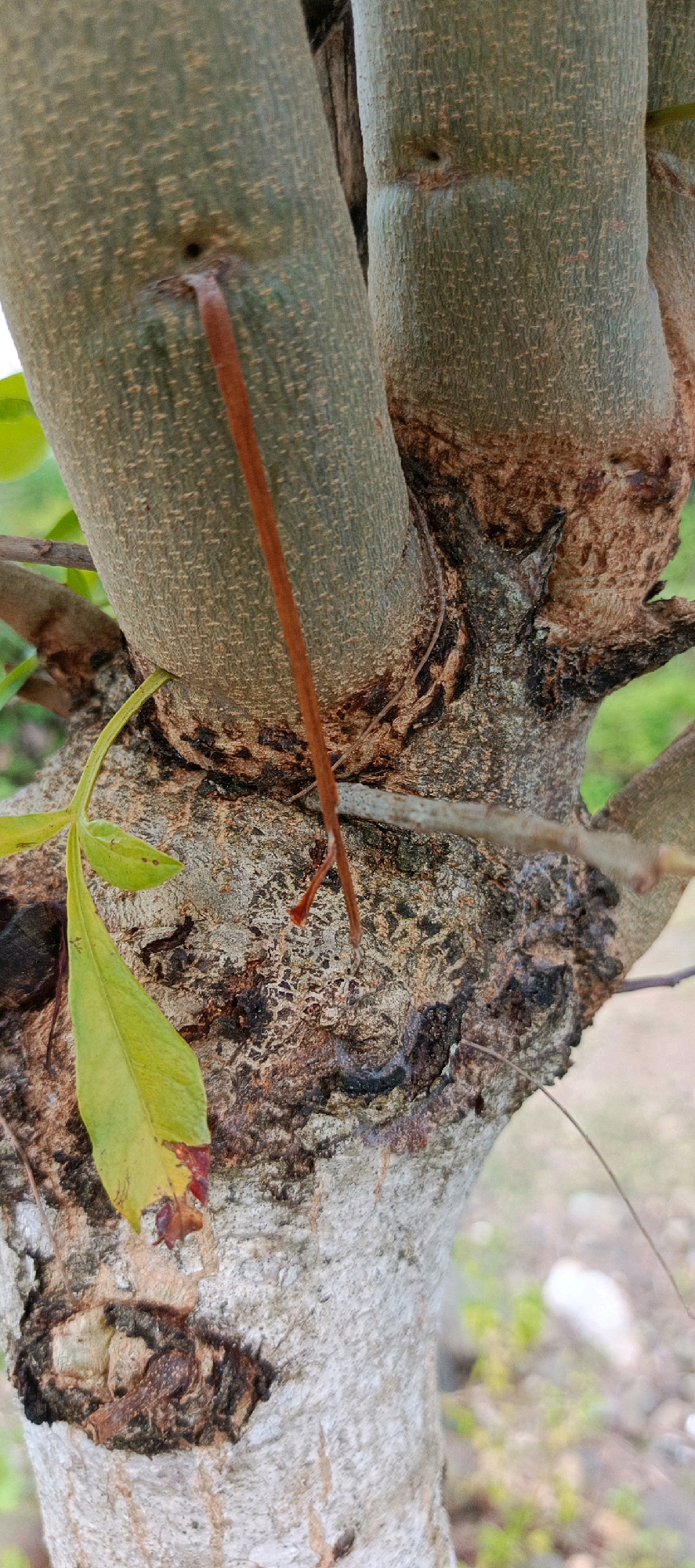 The image shows a close-up of a tree trunk with multiple branches. A thin, brown twig extends diagonally from a lighter green section of the trunk downward. To the left of the twig, a single green leaf with some reddish-brown discoloration at its tip is visible. The bark of the tree trunk is textured, with areas of lighter gray and darker, rougher patches. In the lower right portion of the image, a dark, curved object, possibly an insect or a shadow, is present on the bark. The background is blurred, suggesting greenery and possibly the ground. The scene is outdoors, with natural lighting. The location is identified as Meunasahmesjid, Indonesia, but no specific urban or geographical features are discernable in the image to confirm this. There are no people or animals other than the possible insect. The image focuses on the details of the tree's bark and a small twig.