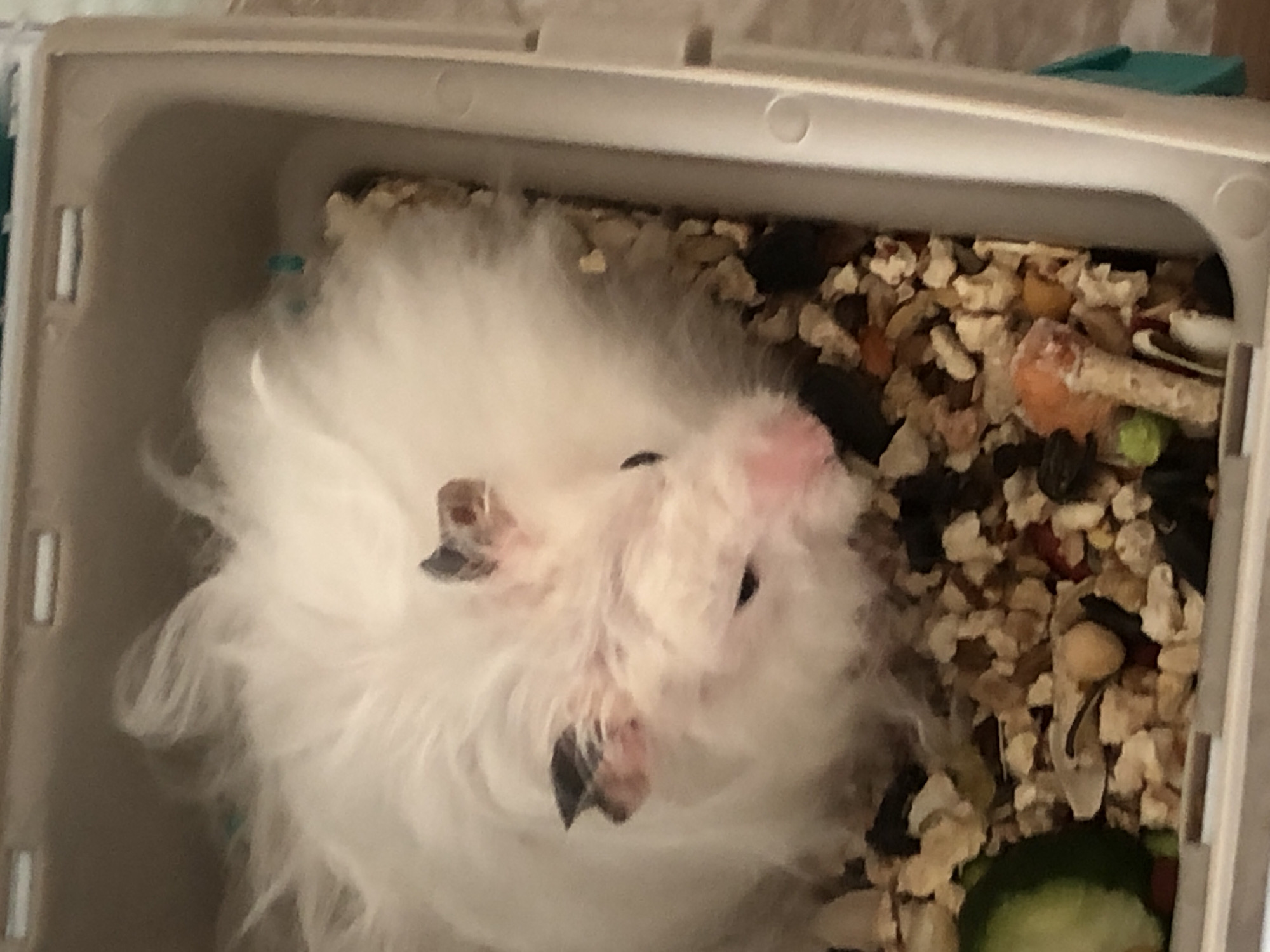 A white, fluffy hamster with dark markings on its ears and pink nose is housed in a light-colored plastic enclosure filled with bedding and food pellets. A slice of cucumber is visible on the left side of the enclosure. The hamster is looking down towards the food.