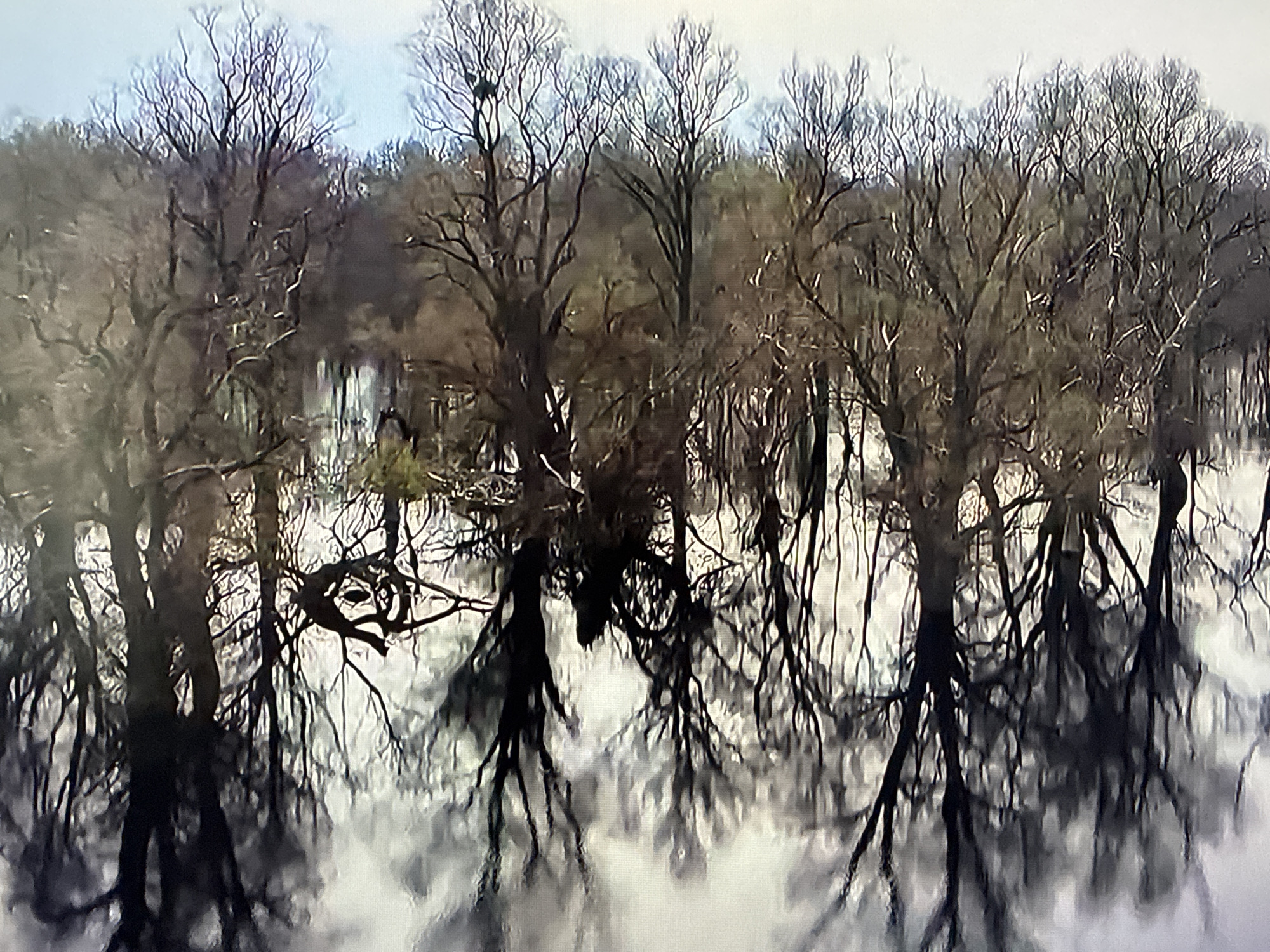 The image shows a reflection of a bare-branched forest in still water. The trees are silhouetted against a bright, overcast sky, and their reflections are distorted by the water's surface. There are no people or animals visible in the image. The location is not Vladivostok, Russia; it is a general scene of a flooded forest.