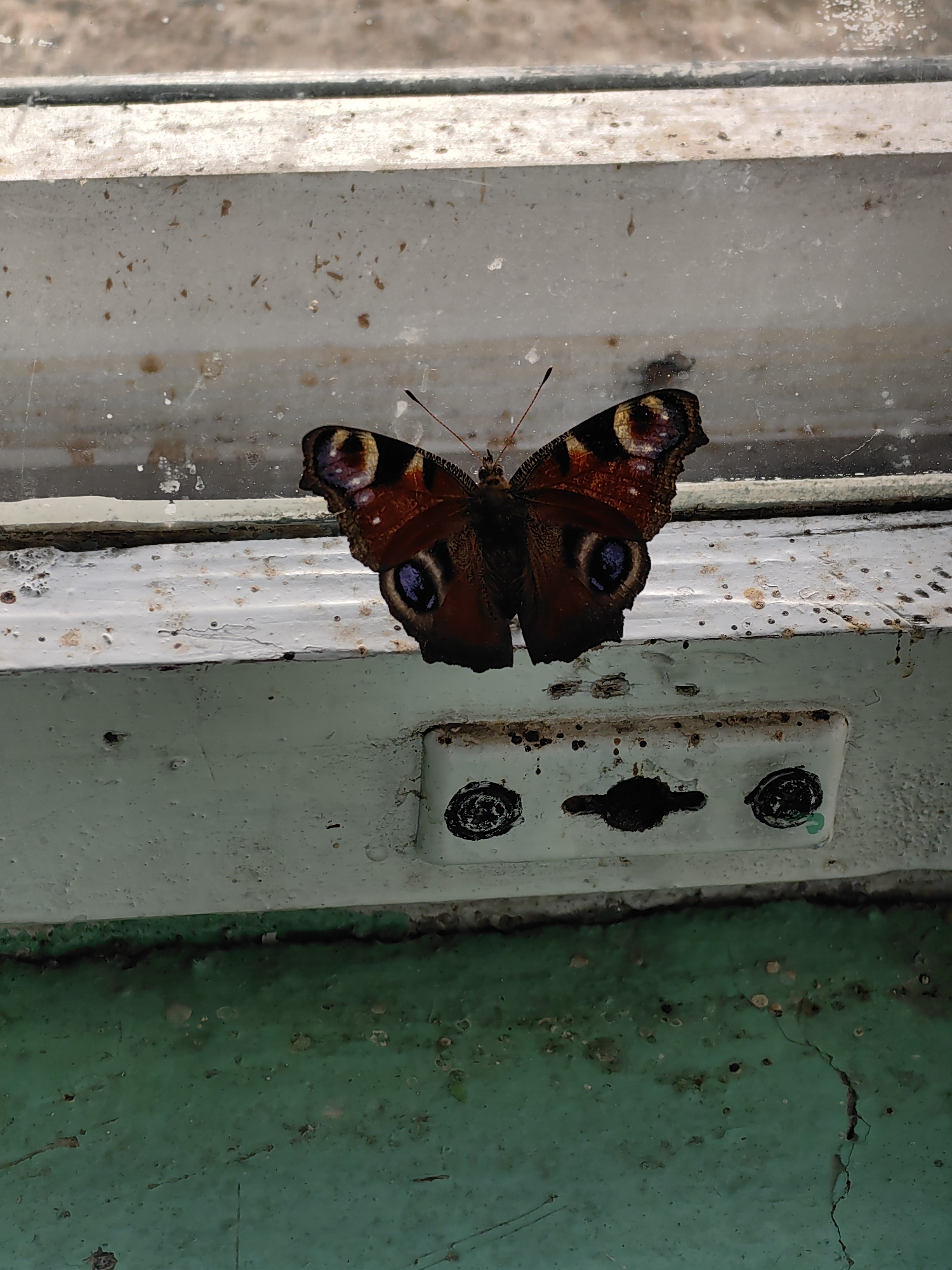 A peacock butterfly rests on a weathered, white-painted window sill. The butterfly's wings are a mosaic of dark brown, red, and iridescent blue-green, with prominent eye-spot patterns. The window sill itself appears old and chipped, with visible rust spots and dirt. Below the sill, a turquoise surface with cracks and debris is visible. The background suggests an outdoor environment, possibly a building exterior, given the texture of the window frame and the presence of what looks like a window pane. The scene is captured from a slightly downward angle. The image was taken in the city of Myadzyel, Belarus.