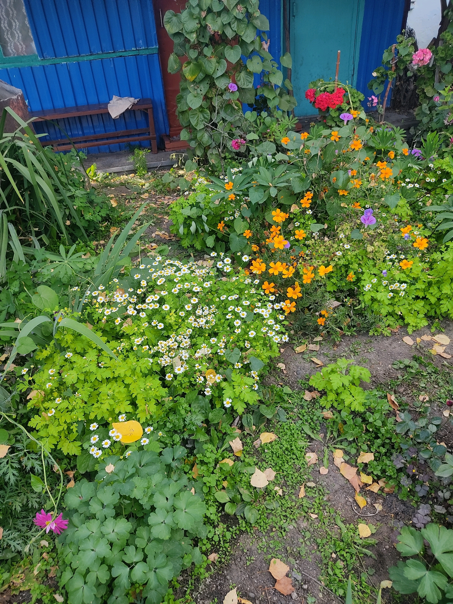 The image shows a dense garden bed in front of a blue-sided building with a teal door, likely located in Разин ауылдық округі, Kazakhstan. The garden is filled with a variety of flowers, including small white daisies, bright orange cosmos, red geraniums, and a few purple flowers. Green foliage dominates the scene, with some fallen yellow leaves scattered on the ground, suggesting an autumnal setting. A wooden bench is visible near the building, with a light-colored cloth draped over it. The overall impression is one of a somewhat overgrown but vibrant garden.