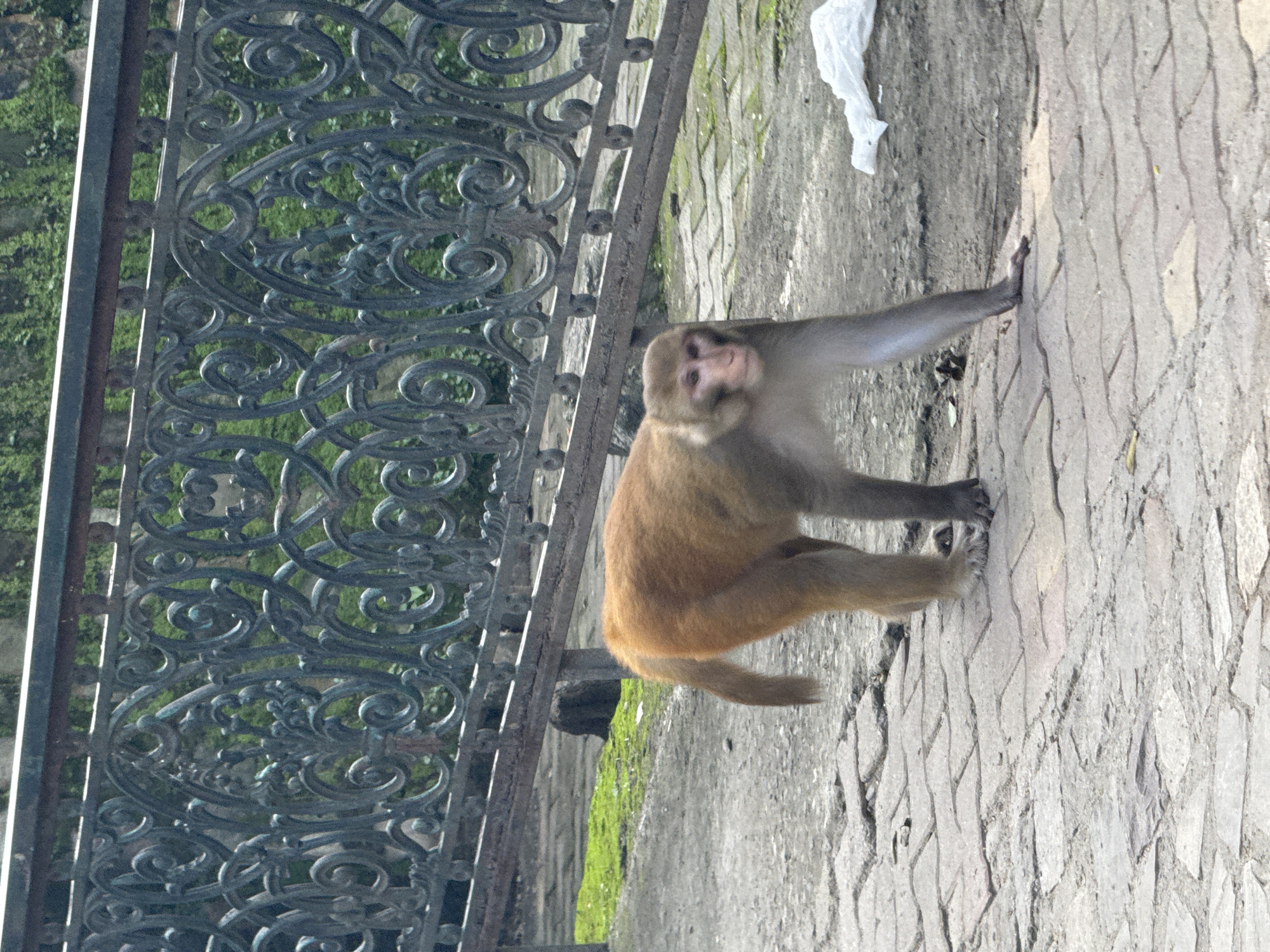 An adult macaque, with light brown fur on its back and head, and lighter fur on its chest and face, walks on a paved walkway. The monkey is facing left, with its body angled towards the viewer. Its hind legs are bent, and its front legs are extended as it moves. The walkway is made of interlocking bricks. In the background, a dark metal railing with ornate scrollwork is visible. Behind the railing, there is green foliage and a hint of a stone wall. To the right of the monkey, on the ground, is a crumpled white plastic bag. The image appears to be taken outdoors in an urban or park-like setting. Based on the presence of macaques, and the style of the railing and architecture, this scene is consistent with locations found in Rishikesh, India, such as the area near the Lakshman Jhula bridge or the various temples and ashrams.