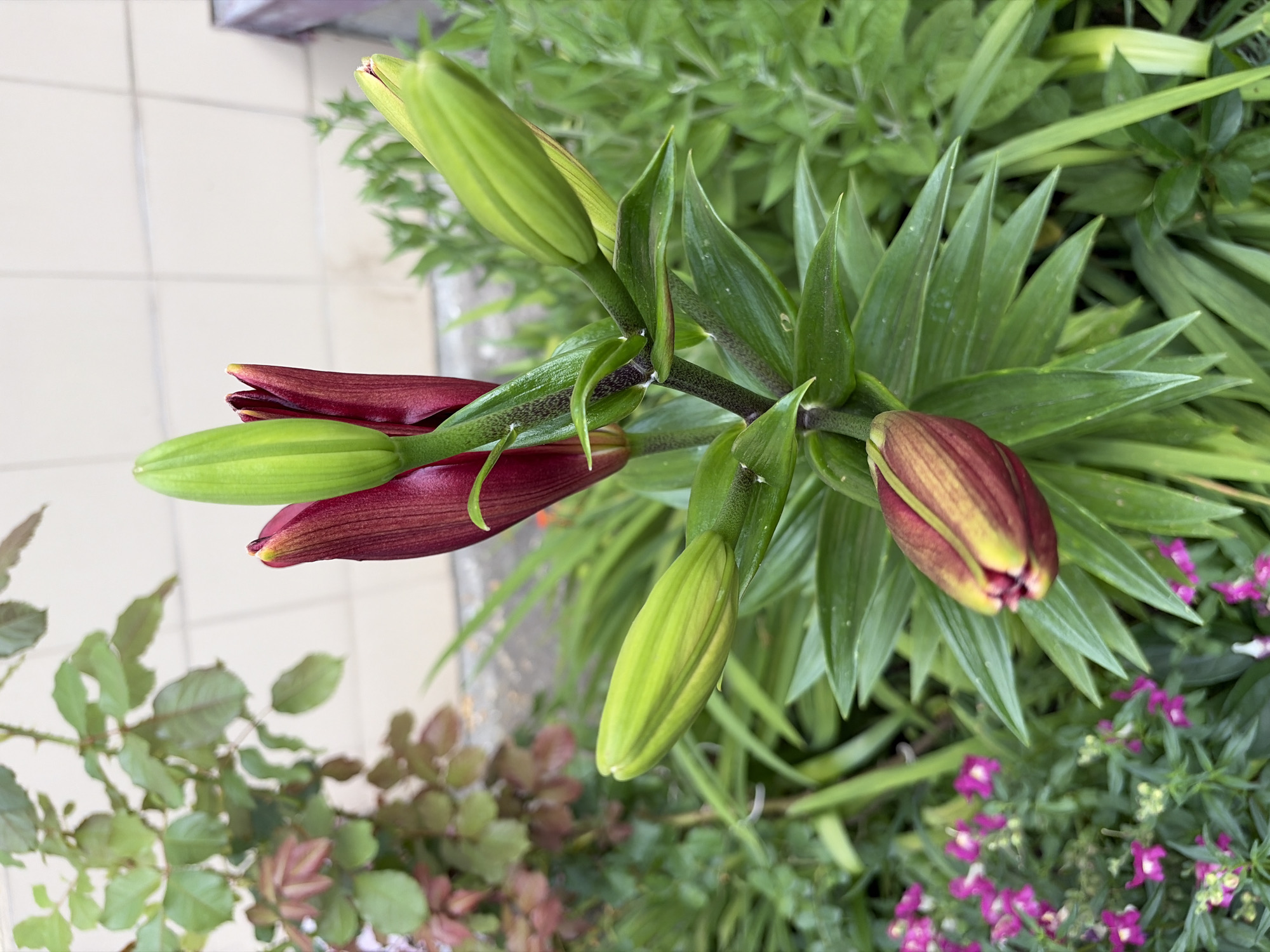 A close-up, eye-level shot captures an emerging lily plant with multiple buds in various stages of development. The central stem is a dark green, with hints of purple speckling. One large, deep red bud stands prominently at the top, partially open and revealing a hint of yellow at its tip. Below it, three elongated, lime-green buds are clustered, each tapering to a point. To the left, a larger, more rounded green bud is positioned. At the bottom right, another bud, similar in color to the main red one, is visible, its petals tinged with yellow. Lush, dark green lily leaves fan out from the stem, some serrated, others smooth. In the background, out of focus, are smaller pink flowers, possibly a type of snapdragon or lobelia, and the thorny branches of a rose bush with reddish-green leaves. The surface behind the rose bush appears to be a pale, tiled wall. The overall impression is one of a garden scene, likely in a residential area or park within Sochi, Russia. No people or animals are present. The lighting suggests it is daytime, with a soft, natural light illuminating the plants.