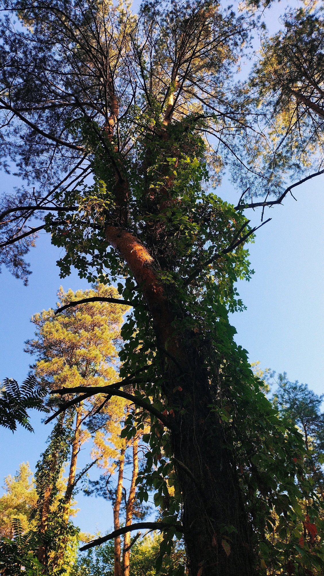 This is a low-angle, close-up shot looking up into a forest canopy with a clear blue sky above. The main subject is a large, dark-barked tree trunk covered in green ivy, which curves upwards and to the right. The tree is surrounded by other trees, including pine trees with golden-green needles illuminated by sunlight. The lighting suggests it is either early morning or late afternoon. The location is identified as the city of Horishni Plavni, Ukraine. There are no people or animals visible in the image. The environment is natural, composed of trees and foliage, with a clear sky.