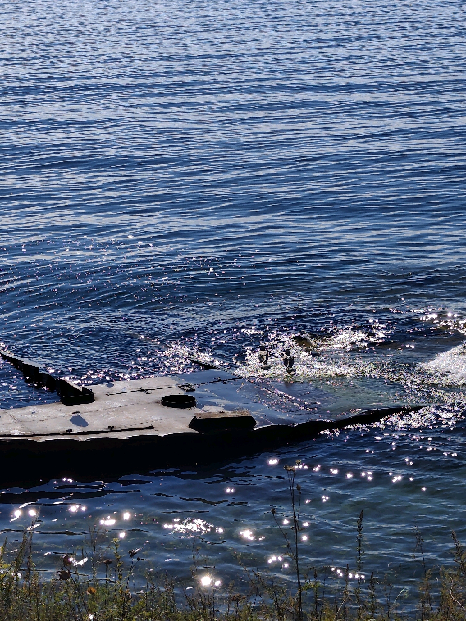 The image captures a close-up view of a submerged object partially afloat in the clear, blue waters of Lake Baikal, Russia. The object appears to be a portion of a man-made structure, possibly a boat or a dock, with a weathered, light-colored surface and dark, angular protrusions. The water is rippled, and sunlight glints off the surface, creating a sparkling effect. In the foreground, the tops of green and brown grasses are visible, extending from the shoreline into the water. A few small, dark-colored birds are perched on the edge of the submerged structure, their reflections visible in the water. The overall scene suggests a quiet, natural setting with a hint of human presence.