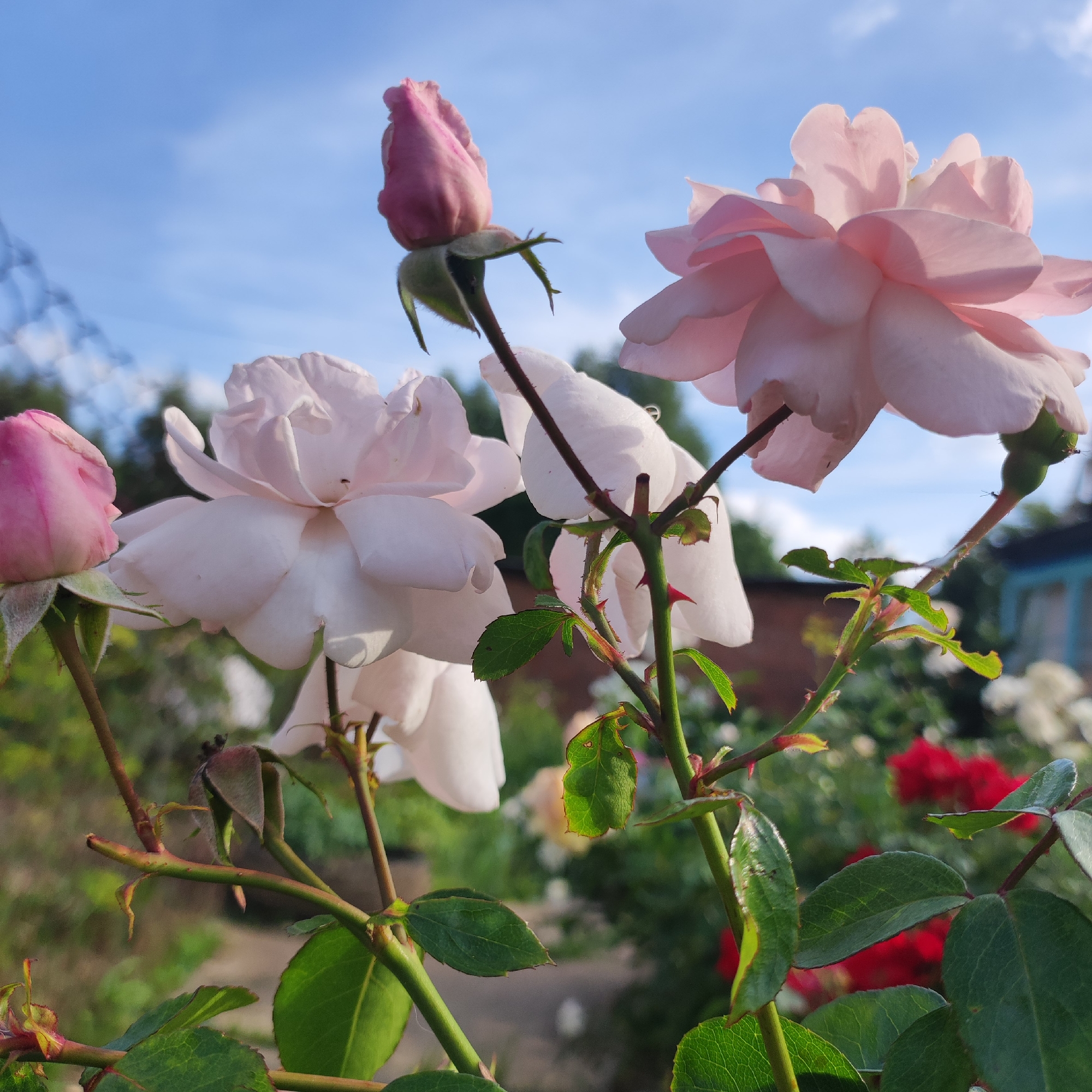 This image, taken in Navoloki, Russia, depicts a close-up view of pink and white roses blooming outdoors. The roses are the primary subjects, with several buds and fully opened blooms visible. The foreground is dominated by the rose stems, leaves, and thorns, all in sharp focus. In the background, out of focus, are hints of other rose bushes, a red rose, and greenery, suggesting a garden setting. The sky, a clear blue with scattered clouds, is visible in the upper portion of the frame. The overall impression is one of a vibrant, sunny day in a garden.