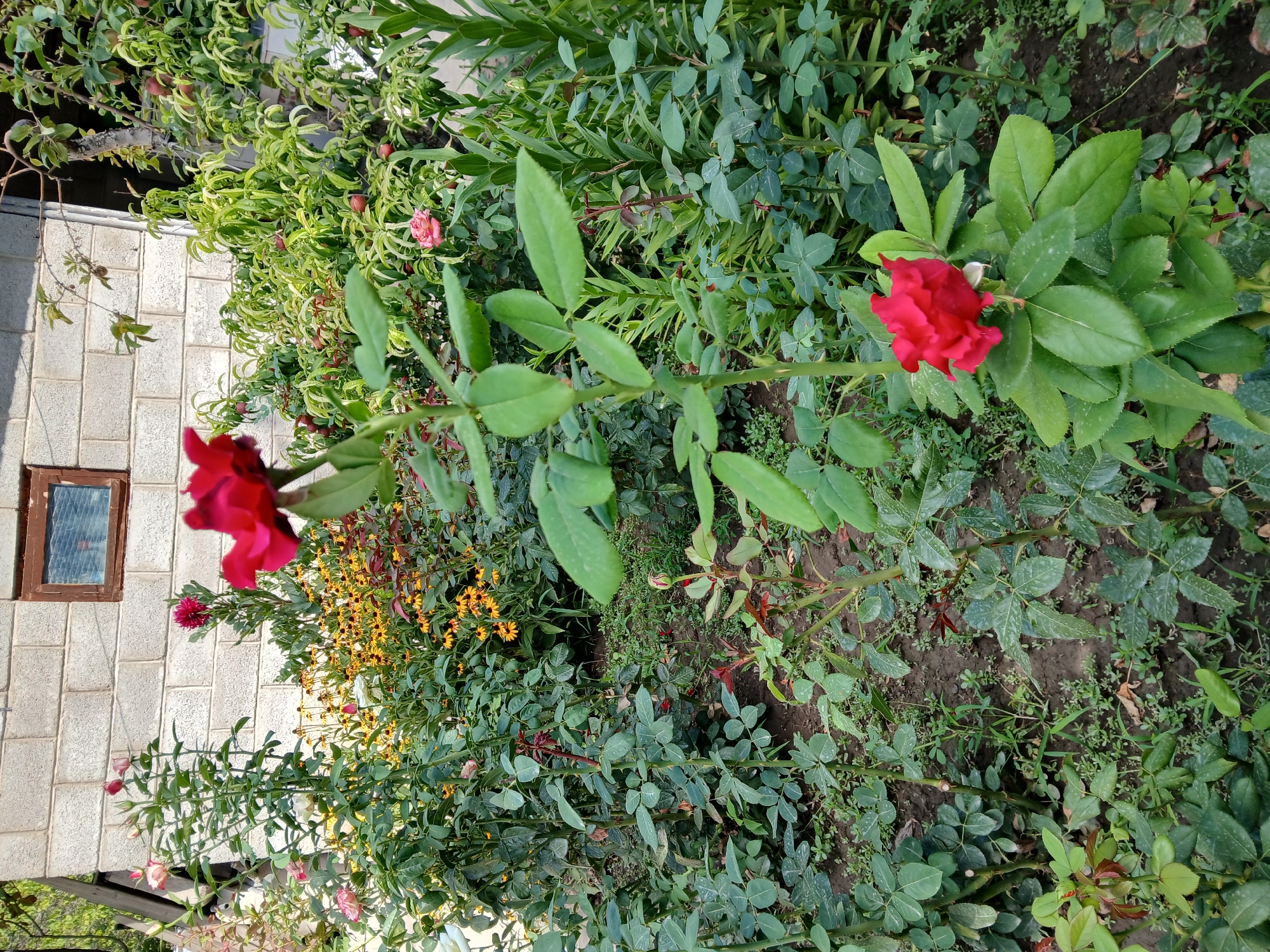 The image shows a garden with a variety of plants, including red roses, yellow flowers, and green foliage. A brick building with a small wooden window is visible in the background. The ground is covered with soil and some scattered leaves. The lighting suggests it is daytime. There are no people or animals visible in the image. The scene appears to be a residential garden in Коктал, Kazakhstan.