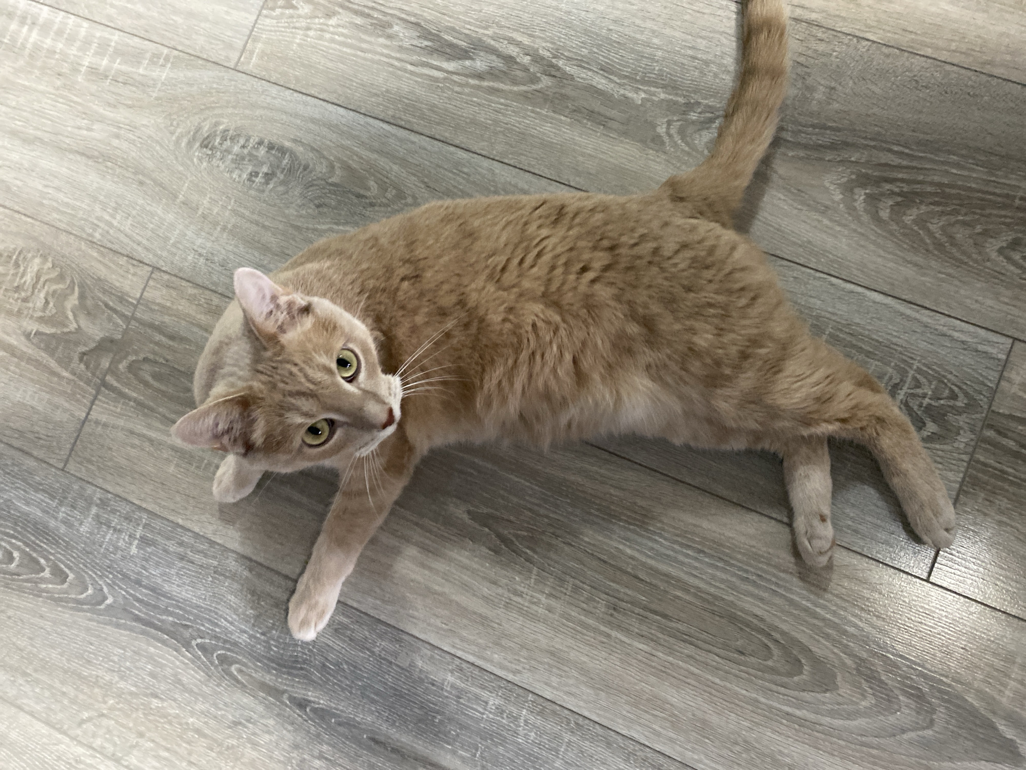 A light orange, cream, and buff-colored cat lies stretched out on a light grey laminate wood floor, looking upwards and to its left. The cat has distinct green/hazel eyes and long white whiskers. Faint tabby markings are visible on its head and tail. Its body is relaxed but its gaze appears alert and curious. The floor consists of individual planks with visible wood grain patterns. The setting is indoors, with bright, even lighting. The location is Chaikovsky, Russia. No text is visible in the image.