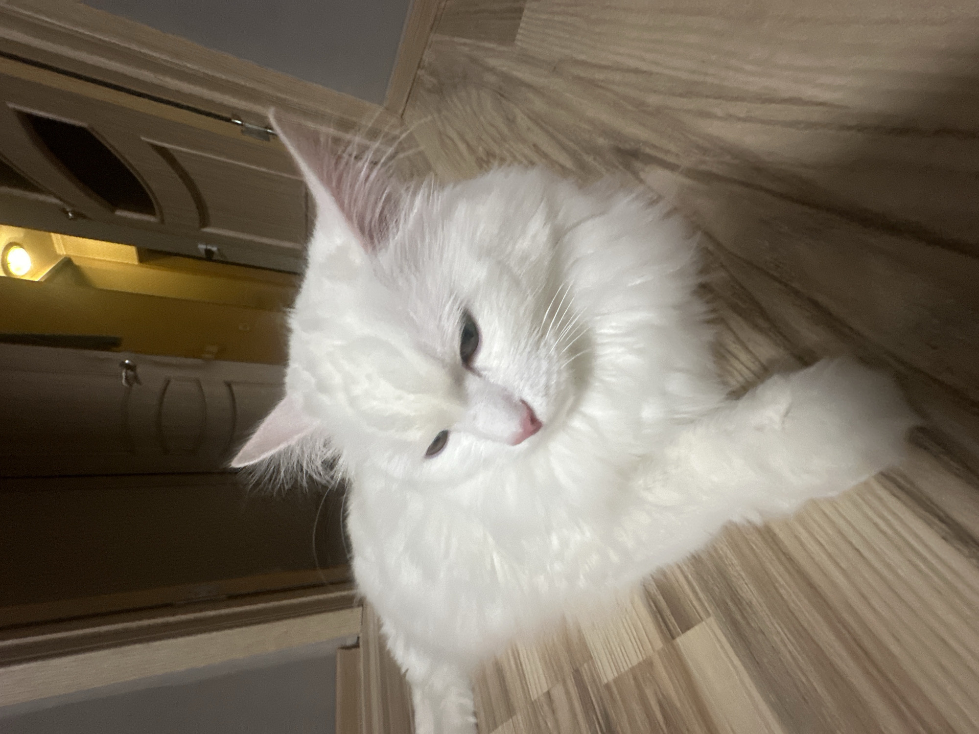 A long-haired white cat with pink nose and green eyes is lying on a wooden floor. The cat is looking to the left. In the background, there are two doors, one of which is open and reveals a bright hallway. The scene is indoors, likely in a residential setting.