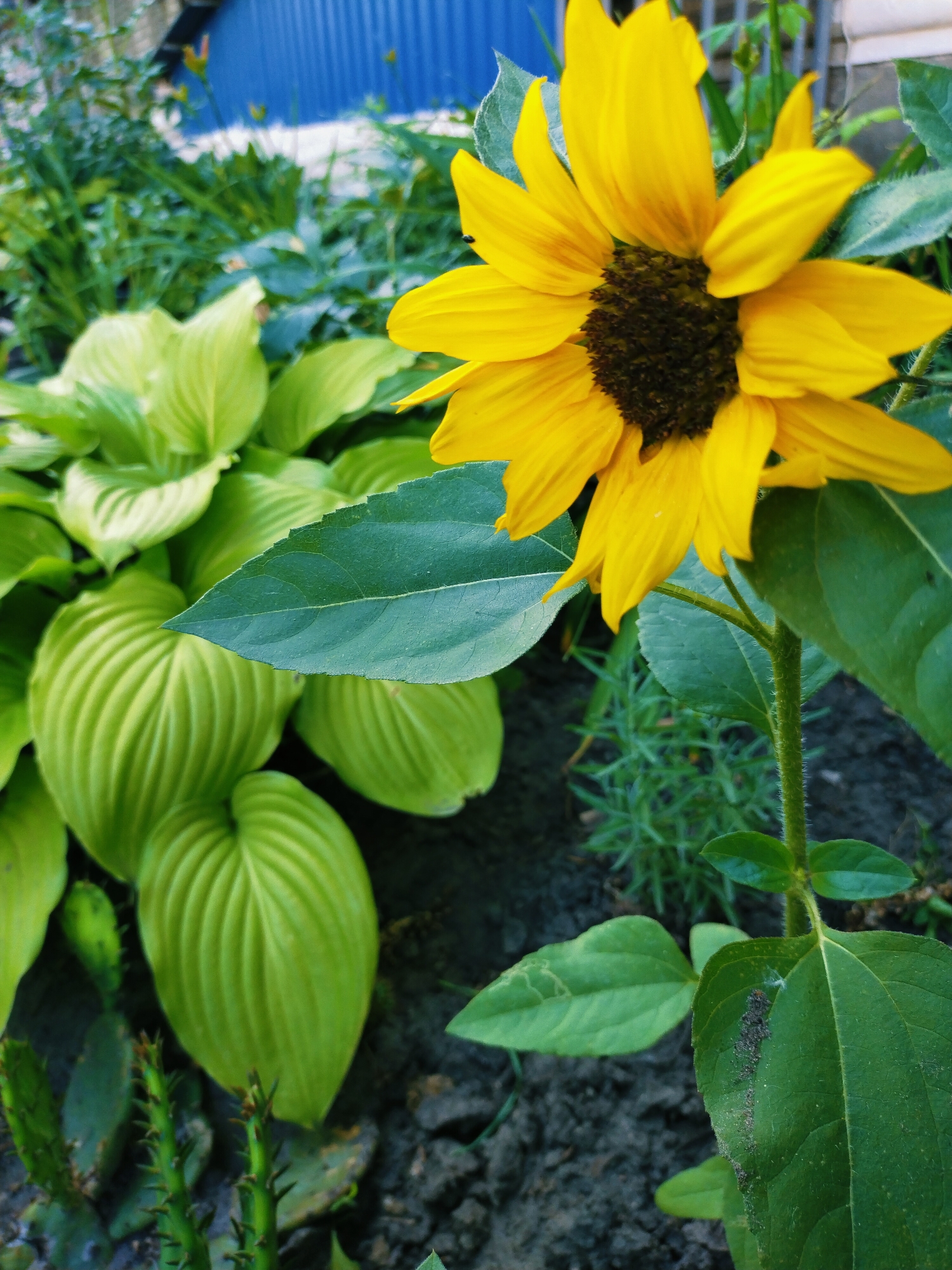 A close-up, eye-level shot captures a vibrant yellow sunflower in a garden. The sunflower's head is tilted slightly downwards, with its dark center and bright yellow petals filling the right side of the frame. Behind the sunflower, a cluster of large, light green hosta leaves dominates the left and center of the image. Their ribbed texture is clearly visible. The background is a blur of green foliage and dark soil, with a hint of a blue structure in the upper left corner, possibly a fence or building. The overall impression is of a lush, green garden setting. This scene is likely located in Horishni Plavni, Ukraine, given the visual context of a residential garden.