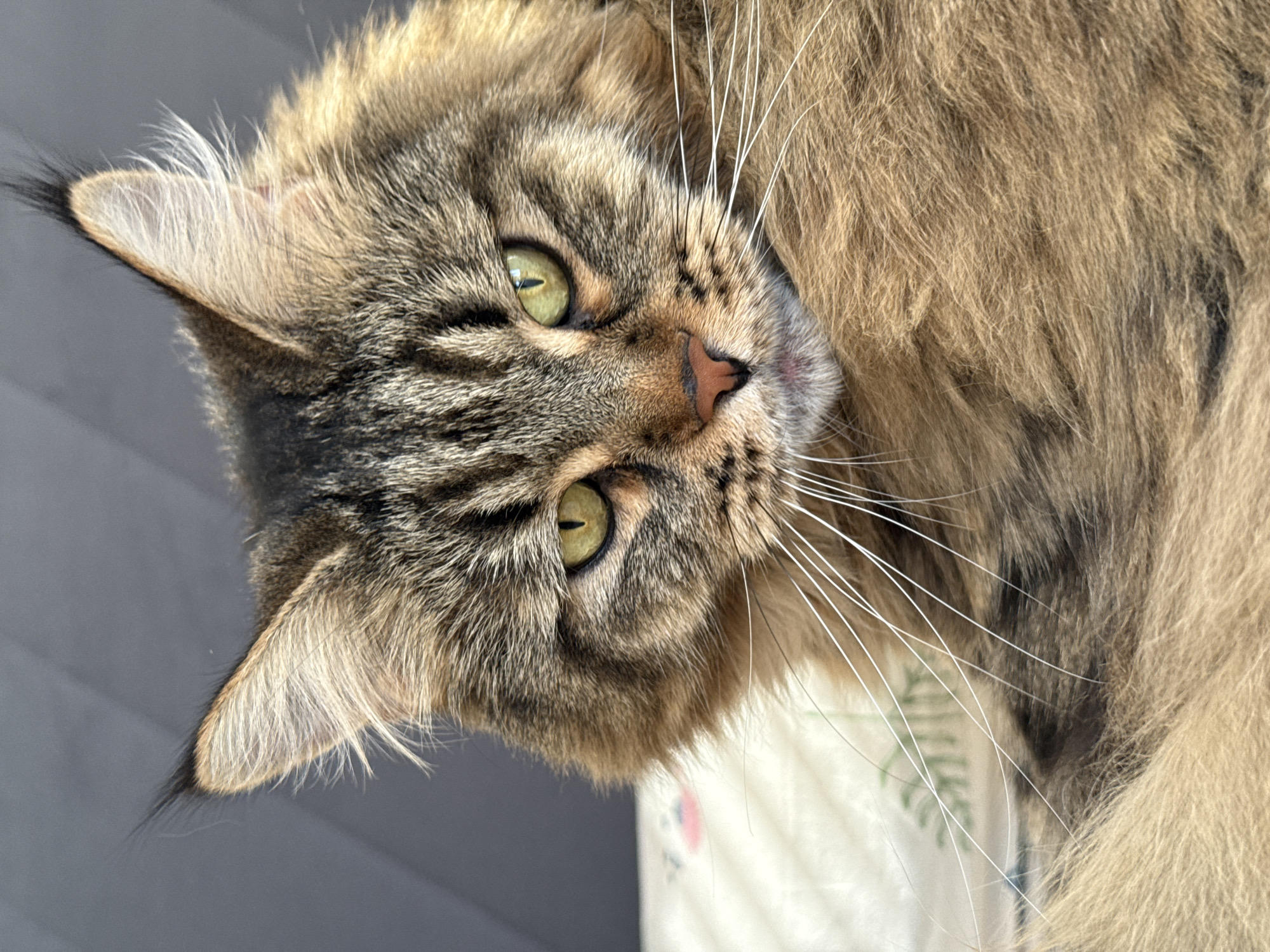 A close-up, eye-level, portrait-oriented photograph shows a Maine Coon cat with a striped brown and black coat and green eyes. The cat's face is the primary focus, with its head tilted slightly to the left. Its prominent ear tufts are visible, as are its long white whiskers. The cat is lying down, with its fluffy fur filling the lower half of the frame. The background is out of focus, consisting of a grey, textured surface and a lighter-colored surface with a subtle floral pattern. There is no indication of the location being in Izhevsk, Russia or any other specific geographical location.