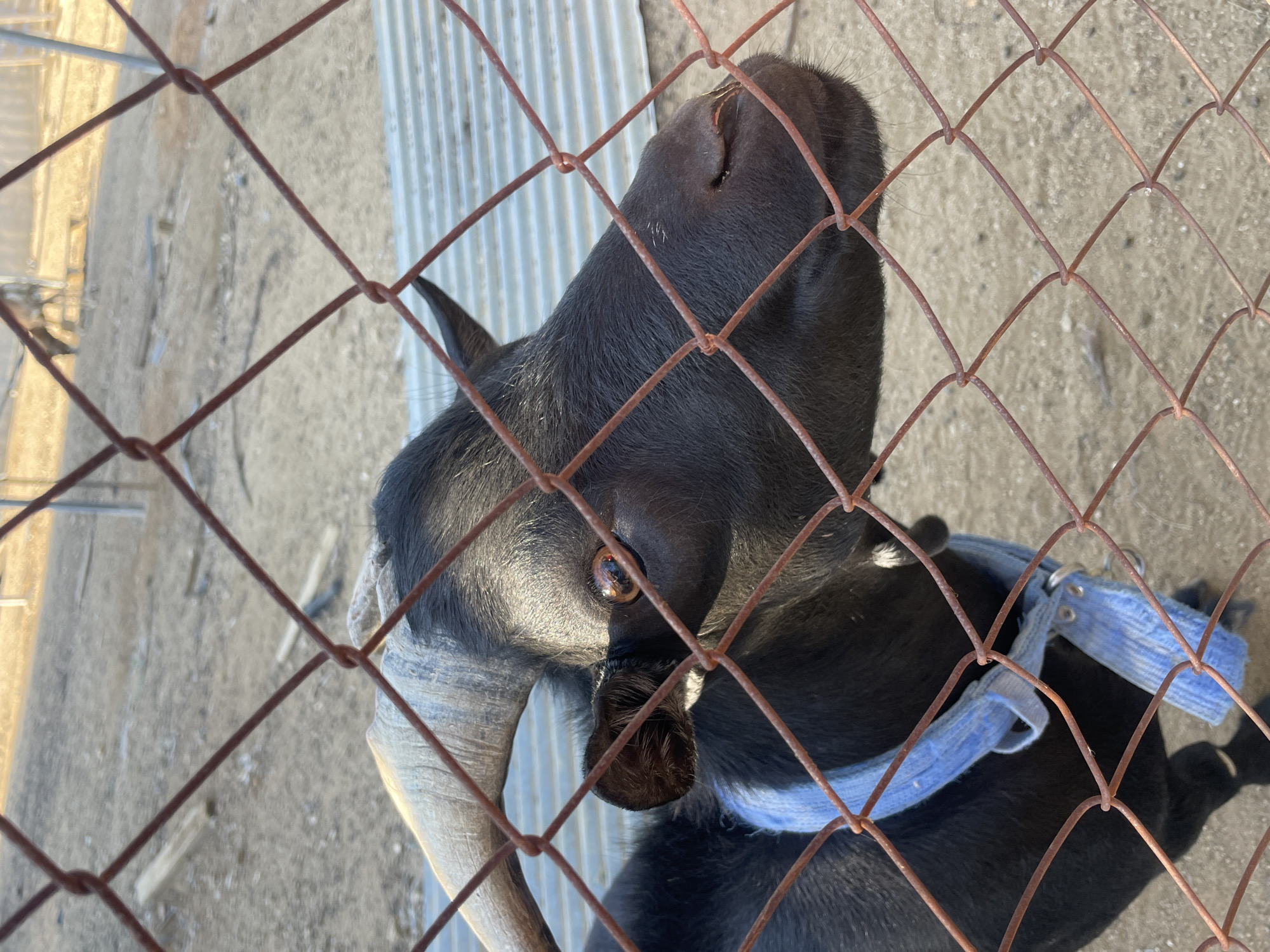 This is a close-up, high-angle shot of a black goat seen through a wire fence. The goat's head is tilted upwards, and its brown eye is visible and in focus. It has a single curved horn, light tan in color, on its left side. The goat is wearing a light blue collar with some white detailing. The background consists of sandy or gravelly ground and a corrugated metal structure, suggesting an outdoor enclosure or pen. The harsh lighting and visible shadows indicate it is daytime, likely a sunny day. The fence in the foreground is made of rusty metal wires forming diamond shapes, which partially obscure the goat and the background. There is no visible text in the image. The overall impression is of a curious or perhaps expectant animal observed in its environment.