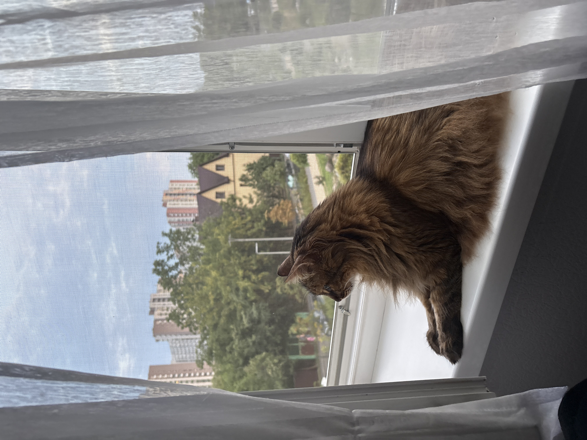 A long-haired brown cat sits on a white windowsill, looking out an open window. The cat is facing left, with its paws tucked under its body. The window is covered by sheer white curtains on both sides. Outside the window, a suburban landscape is visible. In the distance, there are several multi-story buildings with light-colored facades. In the middle ground, there are lush green trees. Closer to the window, there is a yellow house with a dark roof. The sky is partly cloudy and blue. The scene is likely located in a residential area of Kyiv, Ukraine, given the architectural style of the buildings and the presence of trees.