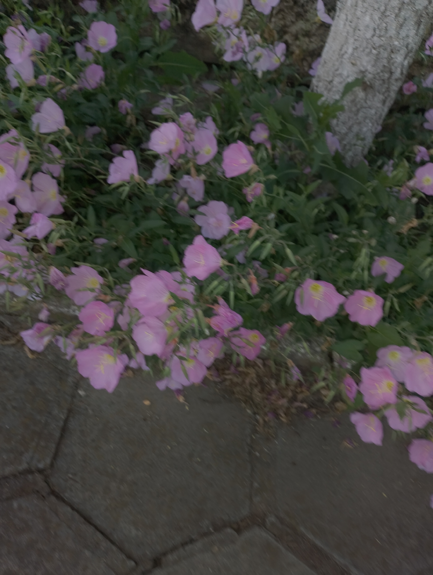 The image shows a cluster of delicate pink flowers with yellow centers, possibly Evening Primrose, growing alongside a rough, light-colored tree trunk. The flowers are lush and abundant, with some appearing to droop slightly. They are interspersed with green foliage. In the lower left and bottom of the image, a textured, grey paved surface, likely a sidewalk or pathway, is visible, showing cracks and variations in color. The scene is set outdoors, with the lighting suggesting it might be late afternoon or early morning, as the overall tone is somewhat muted. The background behind the flowers and tree trunk is a blur of green and brown, indicating a natural or garden setting. There are no people or discernible human activity in the frame.