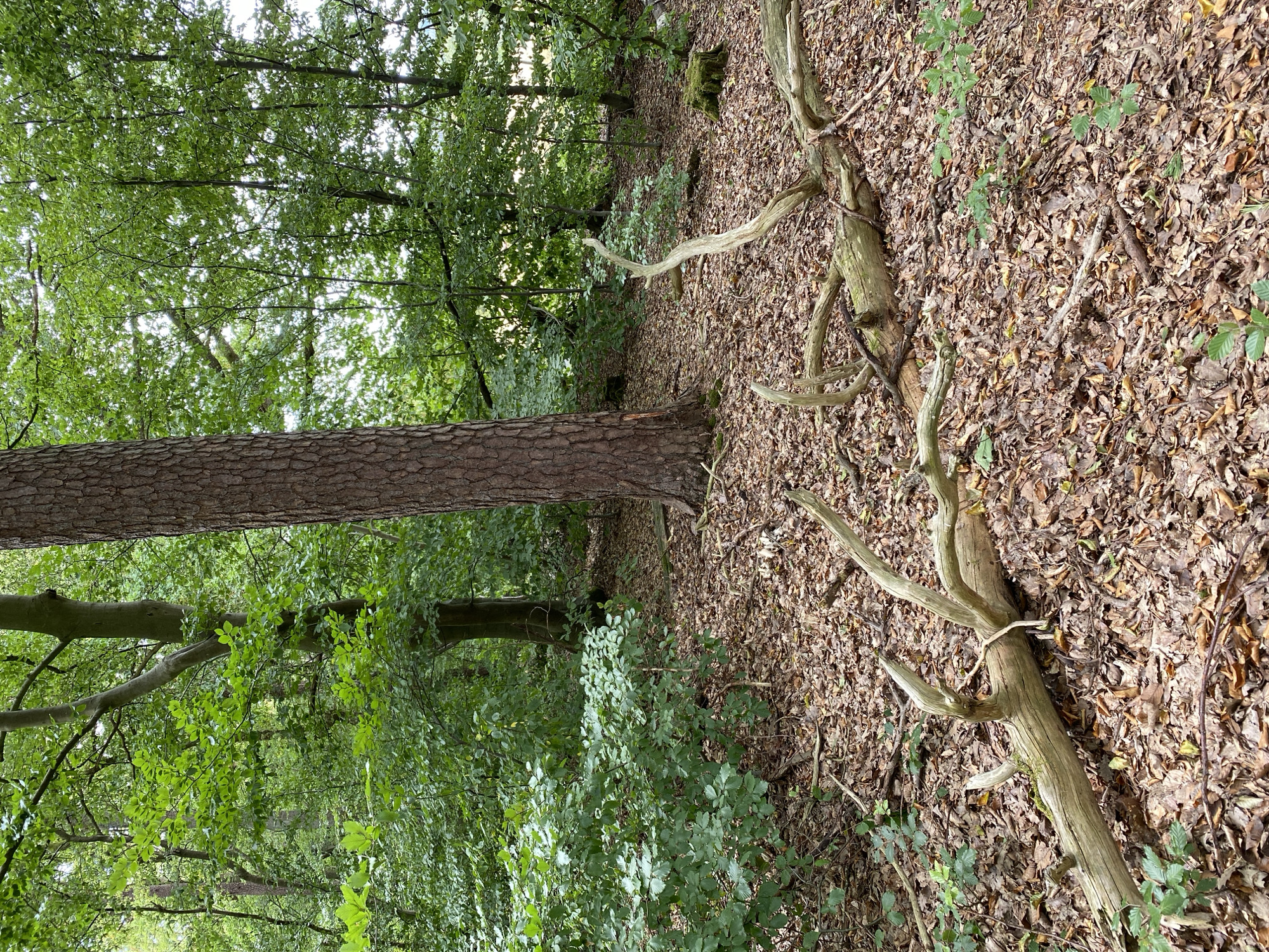 This image depicts a natural scene within a forest. The ground is covered in a thick layer of fallen brown leaves, with several pieces of deadwood scattered across it. In the foreground, a large, weathered log lies horizontally, its gnarled branches reaching outwards. Behind this, a tall, thick tree trunk with rough bark stands prominently. The background is densely packed with a variety of trees and lush green foliage, creating a woodland atmosphere. The overall impression is one of a natural, untouched forest floor. The image location is the Stadtwald Altenkirchen in Altenkirchen, Germany. There are no people, animals, or specific actions visible in this image.