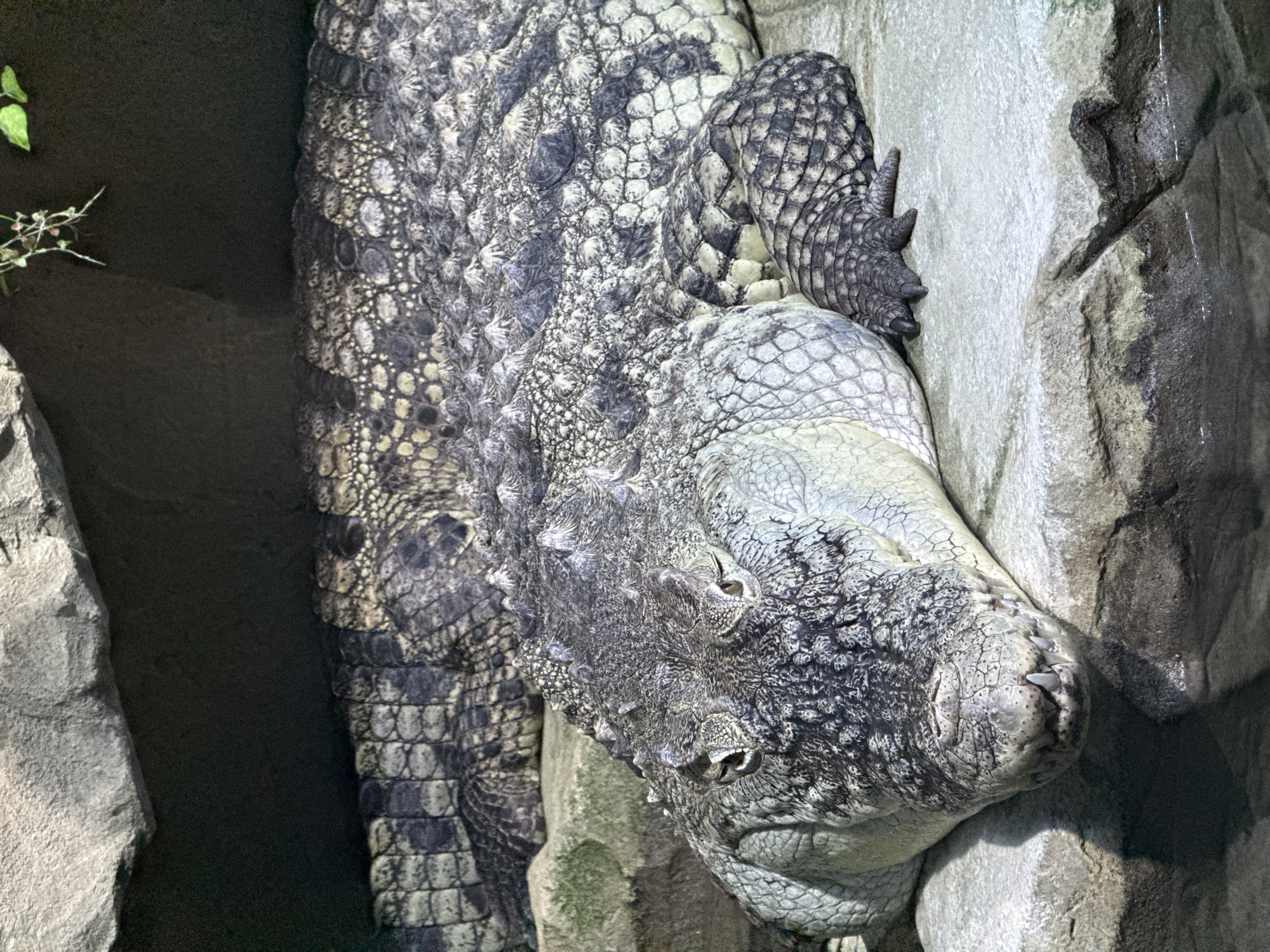 This is a close-up, eye-level, vertical shot of two crocodiles resting on a rocky surface. The crocodile in the foreground is facing the camera, with its head resting on a light-colored rock. Its eyes are partially closed, and its mouth is slightly ajar, revealing some of its teeth. The crocodile's scaly skin is detailed, with a mix of grey, black, and cream colors. Its powerful legs and claws are visible. Behind it, another crocodile is partially visible, with its textured skin also evident. The background consists of dark rock formations and some green foliage. The lighting suggests an indoor enclosure, possibly an aquarium or zoo. This image does not depict any specific location in the city of Yekaterinburg, Russia.
