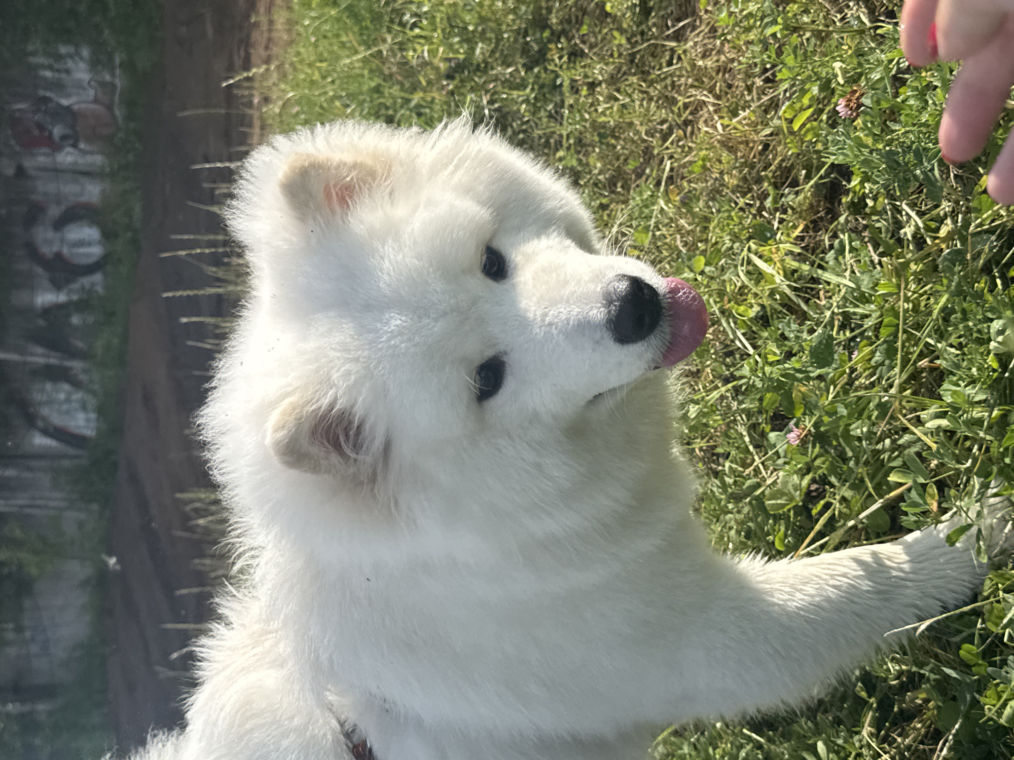 A white Samoyed dog with its tongue out is on a grassy field with some clover. In the background, there's a dark, rough surface with some graffiti on a wall. A hand with red nail polish is in the lower right corner of the image, reaching towards the dog. The scene appears to be outdoors in a semi-urban or park-like setting.