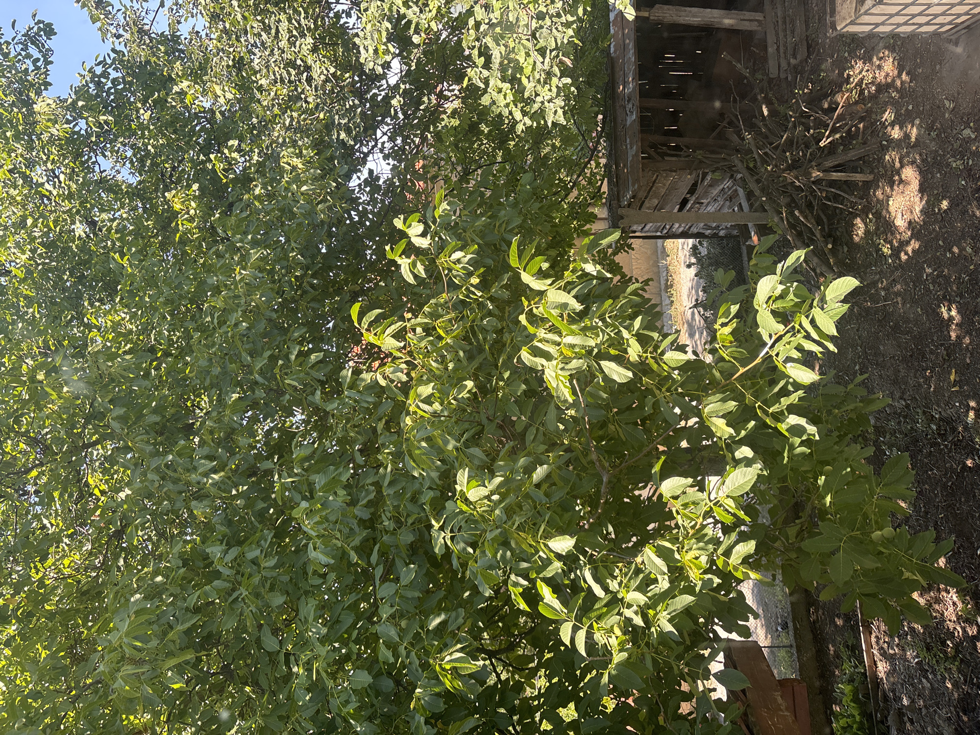 The image shows an outdoor scene with a large, leafy tree in the foreground, casting shadows on the ground. To the right of the tree, there is a small, rustic wooden shed. In front of the shed, a pile of branches and logs is stacked. The ground is covered with dirt and scattered leaves. The background is obscured by the dense foliage of the tree and shows glimpses of buildings and a fence. The sky is visible in the upper right corner, appearing clear and blue. There are no people or animals visible in the image. The overall impression is that of a garden or backyard area.