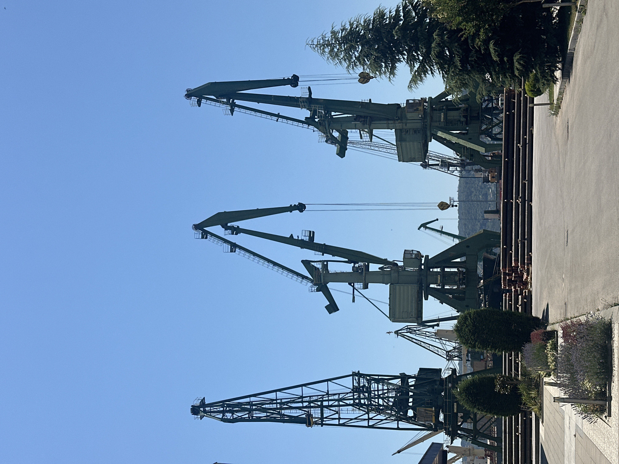 An outdoor, eye-level shot captures a clear blue sky above a port. Dominating the scene are several large, dark green industrial cranes, their skeletal metal structures reaching high. One crane on the far left has a tall, lattice tower. To its right, a larger crane with a distinct boxy cab and a long, angled boom is visible. Further to the right, two more similar cranes are positioned, one with its boom extended upwards, and another with its boom angled. A large ship is partially visible behind the cranes, with its dark hull and superstructure. In the foreground, a paved walkway leads towards the cranes, flanked by neatly trimmed green bushes and beds of purple and pink flowers. Stacked pipes or logs lie on the ground to the right of the walkway. A mature evergreen tree stands on the far right of the frame, its branches partially obscuring the nearest crane. The overall impression is one of industrial activity in a coastal setting.