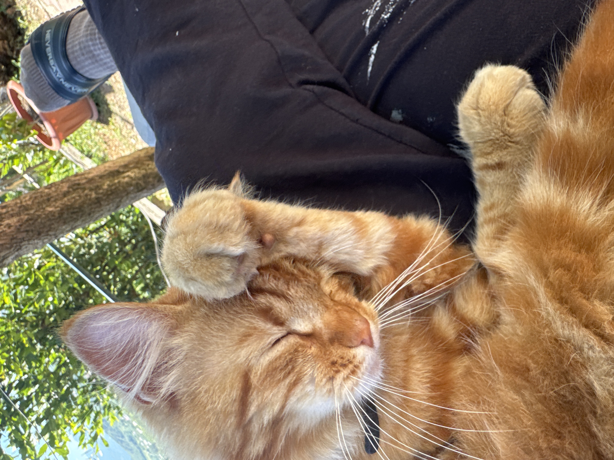 A close-up, overhead shot captures an orange tabby cat resting on a person's lap. The cat's eyes are closed, and one paw is raised to its face as if it's about to groom or is already in the process. The cat's fur is fluffy and orange with darker tabby stripes. The person is wearing black pants and a gray sock with a black band. In the background, out-of-focus green foliage and a terracotta pot are visible, suggesting an outdoor setting. The image is undated and lacks specific location details within Vesyoloye, Russia.