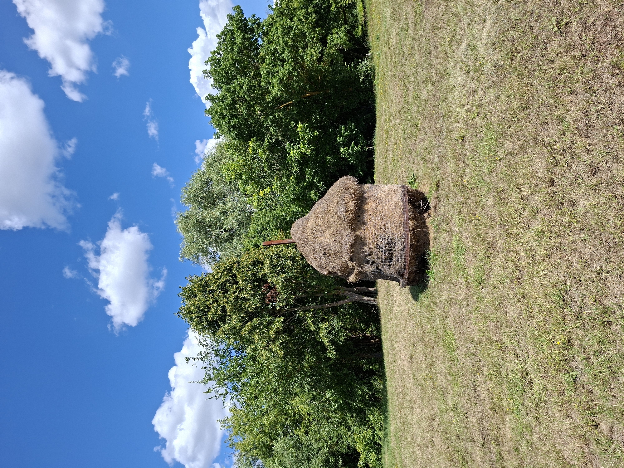 A tall, round haystack stands in a grassy field under a bright blue sky with scattered white clouds. The haystack is made of dry straw and has a metal cage around its base. A dark, narrow pole protrudes from the top of the haystack. Behind the haystack, a dense line of green trees forms a natural backdrop, with some of the trees appearing taller and more mature than others. The field is covered in dry, yellowish-green grass, indicating a summer or late spring season. The overall scene suggests a rural or semi-rural setting, possibly in Milestii Mici, Moldova, given the context provided. There are no people or animals visible in the image.