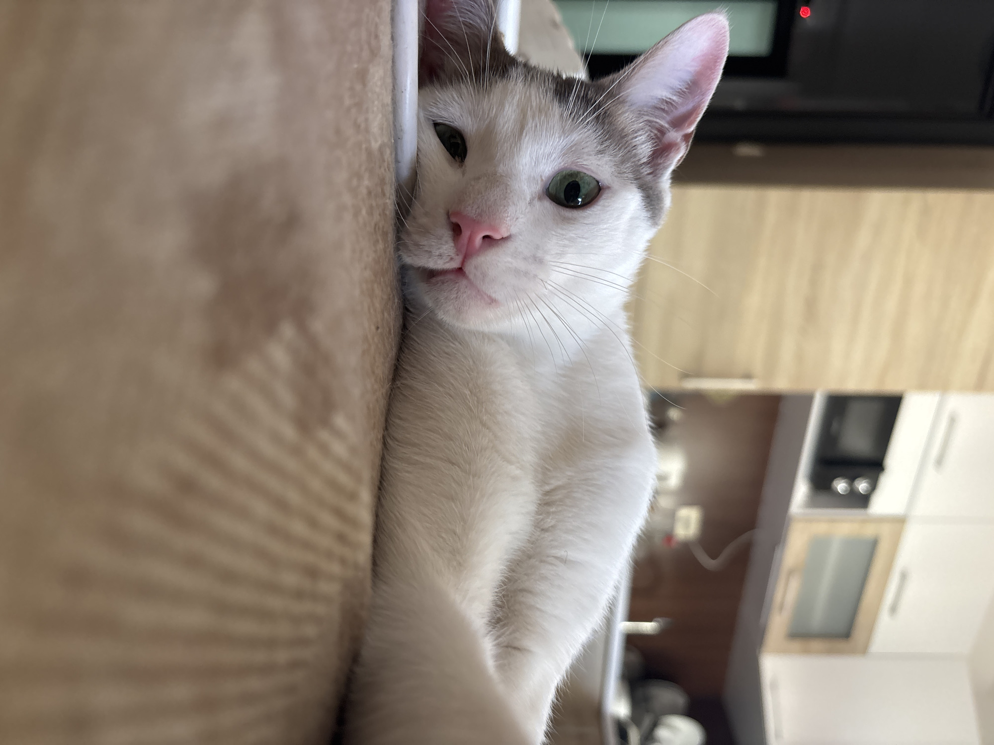 A white cat with gray markings on its head and ears is lying on a brown, textured surface, with its body extending out of frame. The cat's head is turned towards the camera, and it has green eyes and a pink nose. Its left ear is partially visible, and its right ear is mostly obscured by its head. The background is blurred, but appears to be an indoor setting, possibly a kitchen, with cabinets and appliances visible. The scene is well-lit, and the focus is on the cat. The image was captured in Budva, Montenegro.