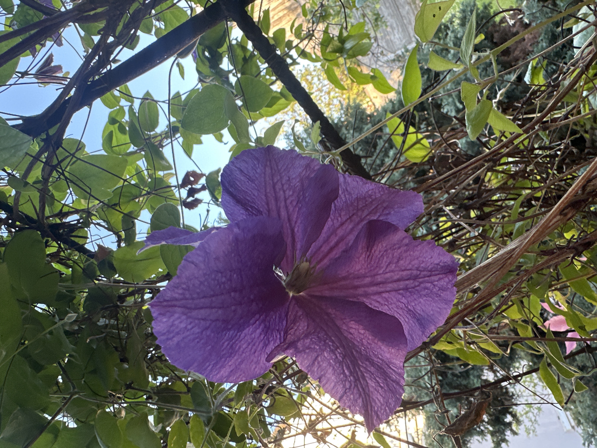 The image depicts a close-up view of a large, vibrant purple clematis flower in bloom. The flower's petals are textured and display a gradient of color from a deep purple at the edges to a lighter shade towards the center, where it appears to be slightly crumpled. It is partially shaded by lush green leaves and dark, woody stems of the plant, suggesting it is growing outdoors, possibly in a garden or against a building. The background is blurred, showing more greenery and hints of structures, possibly buildings, bathed in sunlight, with a clear blue sky above. The lighting suggests it is daytime, likely late afternoon or early morning due to the warm tones in the background. The image does not contain any people or animals. The scene is composed from a low-angle perspective, emphasizing the flower's grandeur. The specific location in Minsk, Belarus, cannot be determined from the visual information provided in the image.