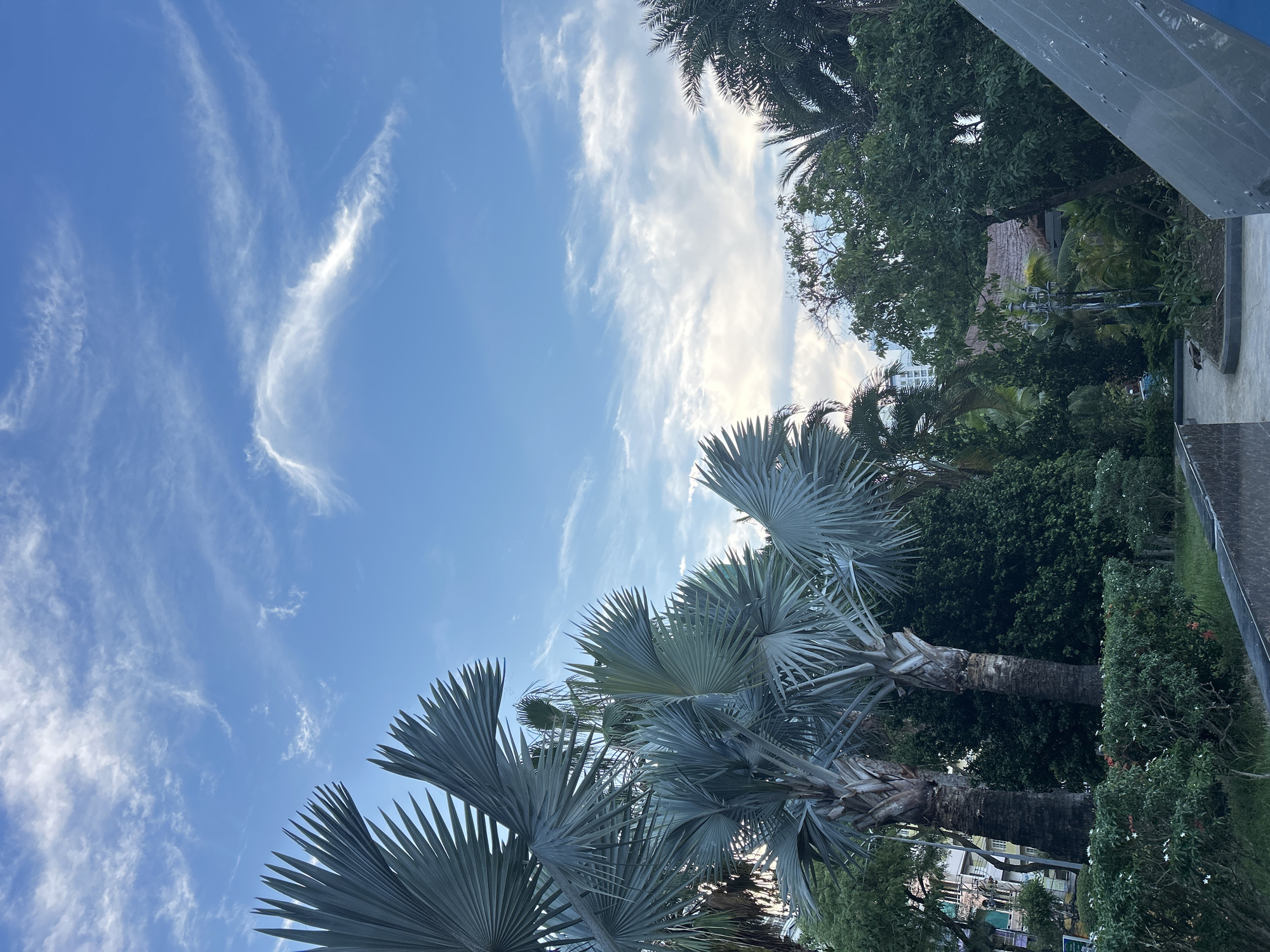 The image captures a tropical outdoor scene, likely in Nha Trang Ward, Vietnam, under a bright, partly cloudy sky. The perspective is looking upwards, showcasing the sky and the tops of several palm trees. Wispy white clouds, characteristic of a fair weather day, streak across a vibrant blue sky, suggesting it is daytime, likely late morning or early afternoon given the brightness.
In the foreground and mid-ground, two large, fan-shaped palm trees dominate the view. Their large, grey-green fronds are spread wide, reaching towards the sky and creating a natural canopy. Behind these, a dense collection of lush green trees and foliage forms a rich, verdant backdrop. Peeking through the greenery in the distance, glimpses of buildings, including a taller, modern structure, hint at an urban or semi-urban setting adjacent to this natural environment.
A dark, reflective surface, possibly a building facade or a large metallic structure, is visible on the right side of the image, creating a stark contrast with the organic shapes of the trees and sky. The overall atmosphere is serene and tranquil, conveying a sense of peacefulness and natural beauty. There is no discernible activity or people in the frame. No visible text is present.