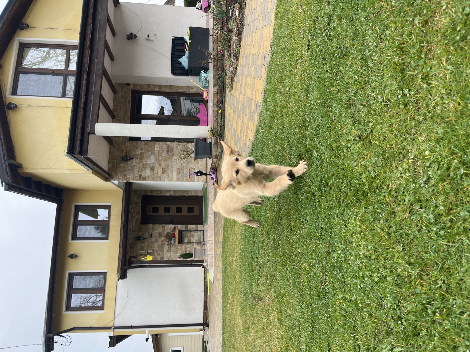 A light-colored Golden Retriever puppy, approximately four months old, runs across a well-maintained green lawn towards the viewer. The puppy's ears are slightly back, and its front paws are lifted, indicating motion. The scene is set in front of a two-story residential house in Kostinbrod, Bulgaria. The house features a combination of yellow stucco on the upper levels and a mix of white stucco and stone veneer on the ground level. Brown-framed windows are visible on both floors, and the main entrance is a dark brown door, partially obscured by a white column supporting a dark brown covered porch. Decorative wall-mounted lanterns are affixed to the house exterior. A paved pathway, consisting of yellow and grey interlocking pavers, separates the lawn from a small garden bed and the house's foundation. Various objects are scattered near the house, including potted plants, a small iron table with items, a pink child's scooter, a large pink shoe-shaped object, and an open black outdoor storage box containing miscellaneous items. The sky is overcast.