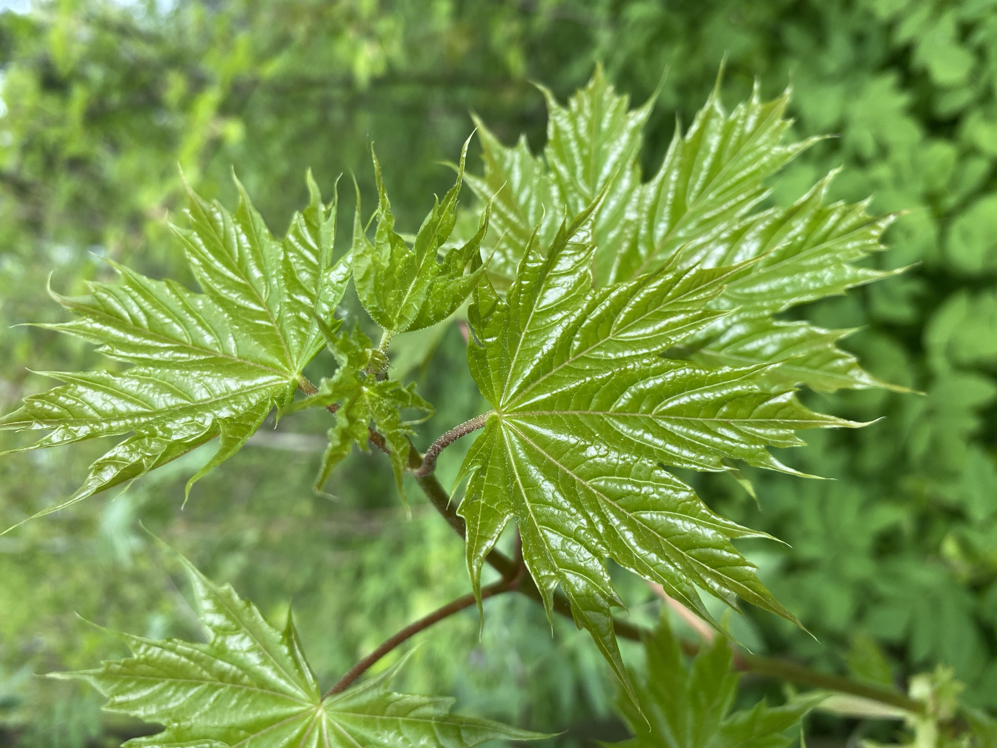 Close-up of bright green maple leaves with sharp points against a blurred background of greenery. The leaves are glossy and textured, with visible veins. The scene appears to be outdoors, likely in a natural or park-like setting. The location is Noviy, Russia.