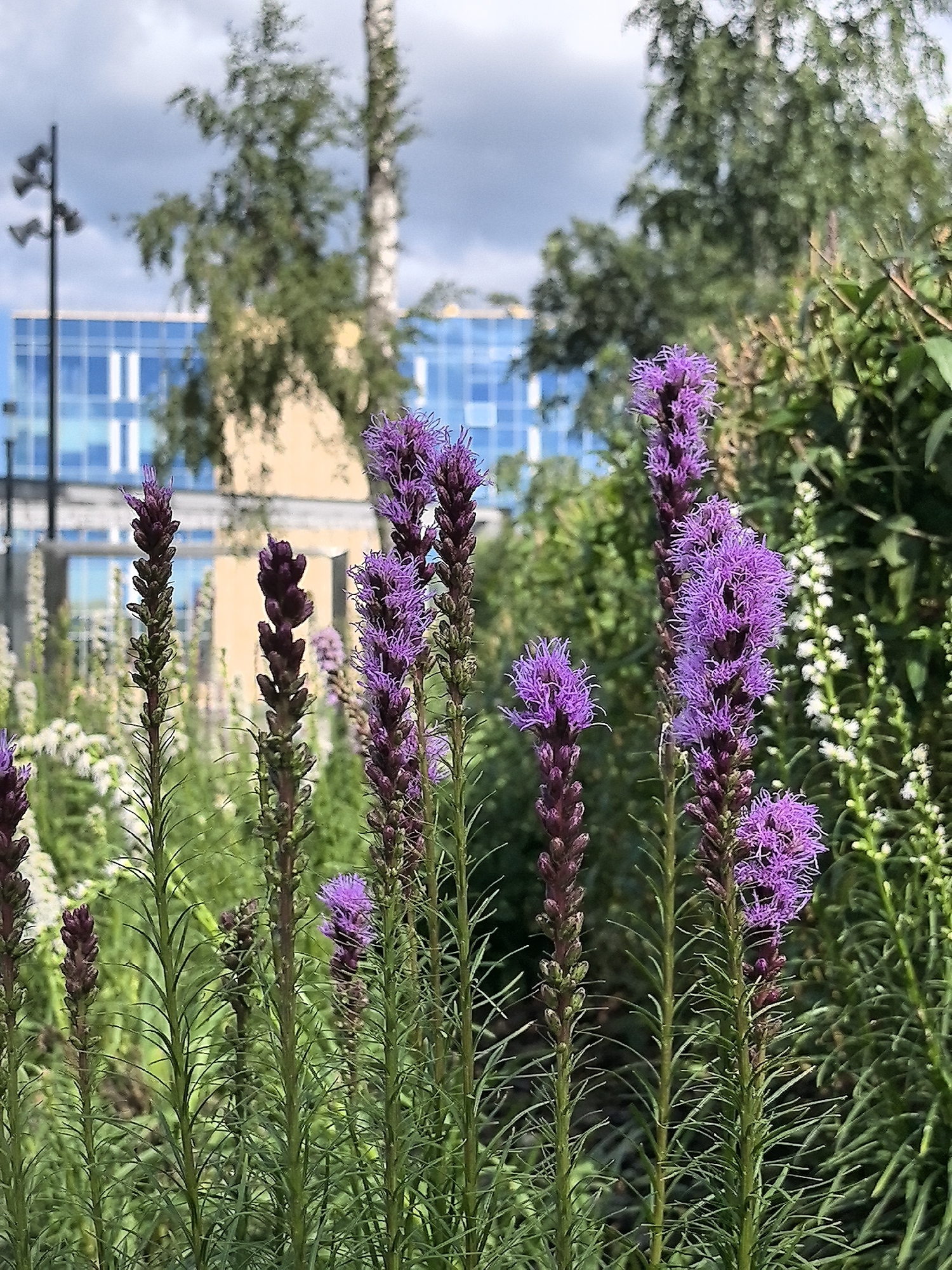 The image captures a close-up view of several tall, spiky purple flowers, likely Liatris, in the foreground. These flowers are the primary subjects, with their intricate, fuzzy blooms creating a vibrant contrast against the greenery. The background is blurred, but reveals a contemporary building with a blue facade and prominent windows, suggesting an urban setting. Trees and other foliage are visible behind the flowers, further contributing to the natural elements within the scene. The overall impression is a juxtaposition of nature and modern architecture. The specific location in the city of Perm, Russia cannot be determined from the image alone.