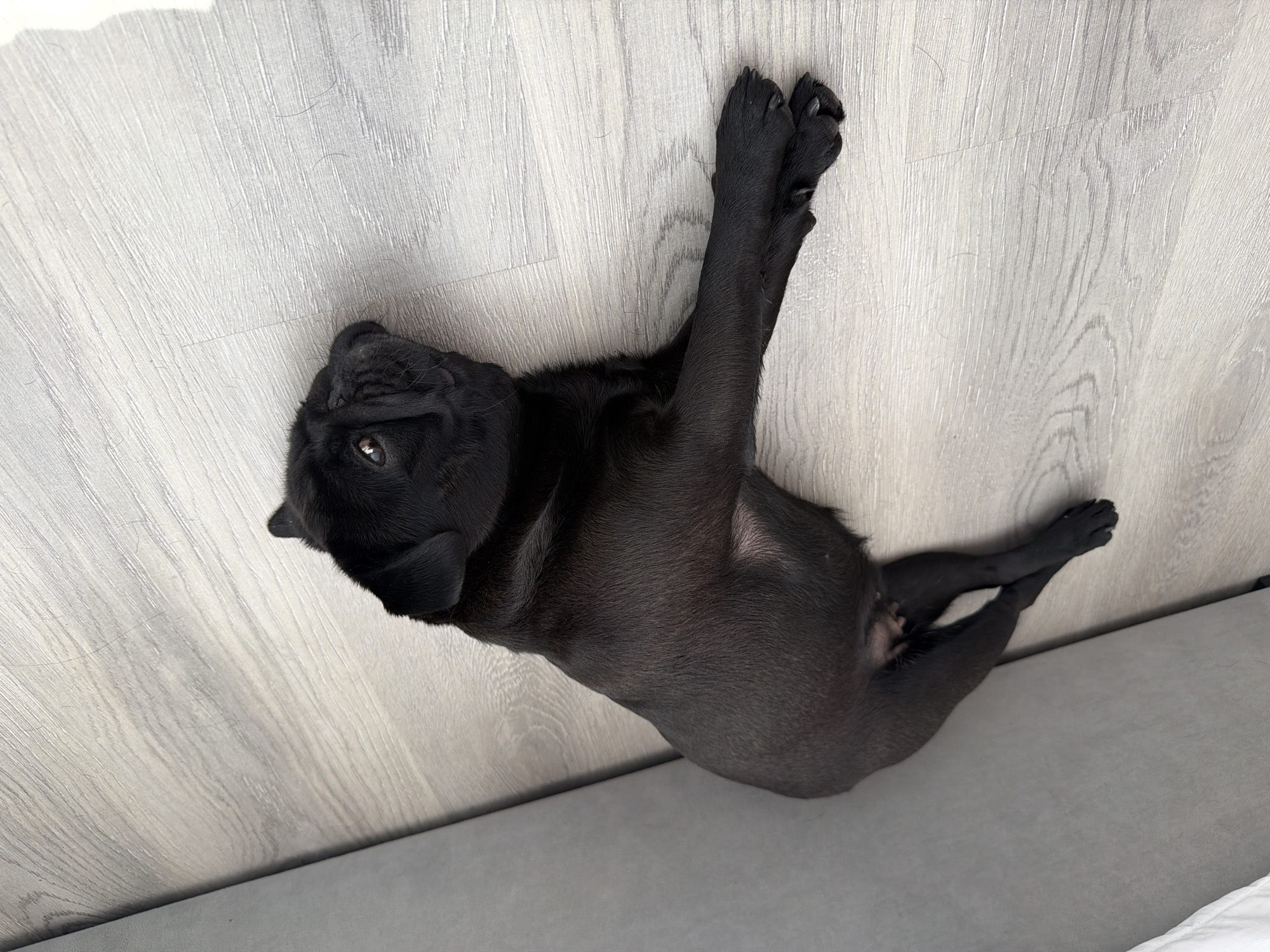 A black pug is lying on its side on a light-colored wooden floor. The dog is facing to the right and looking upwards. Its front paws are crossed. To the left of the dog, a portion of a large, rolled-up grey object is visible. The scene appears to be indoors, possibly in a domestic setting. There is no information about the city of Sirius, Russia.