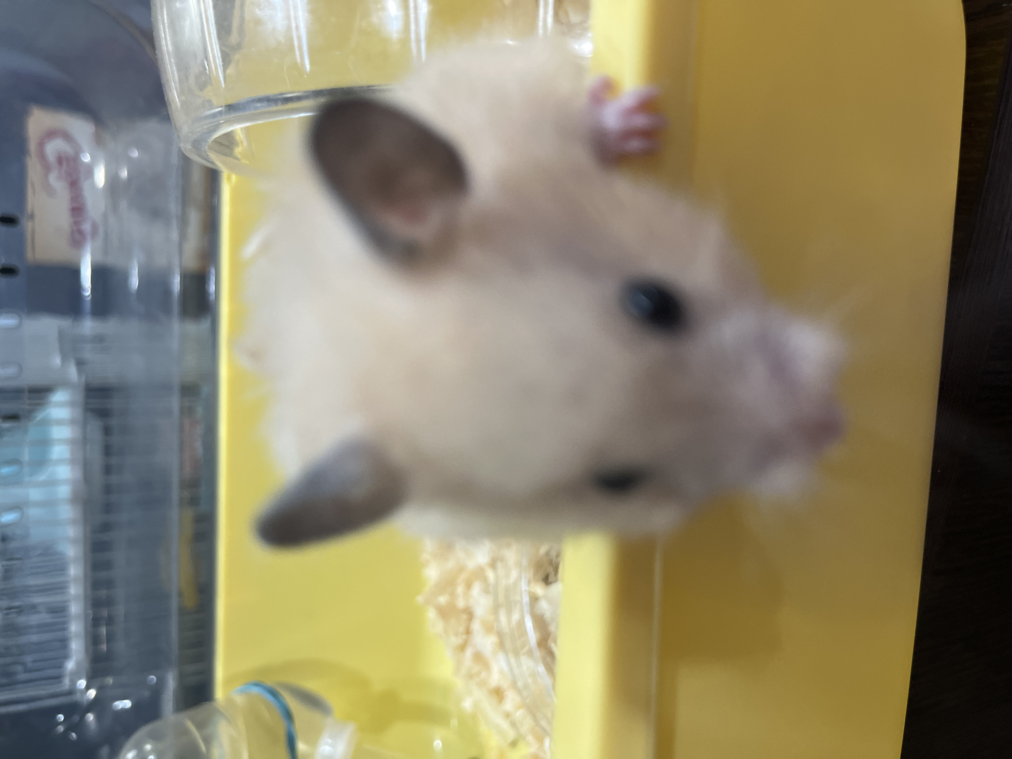 A close-up, blurred photograph shows a light-colored hamster in a yellow plastic enclosure. The hamster is positioned in the foreground, facing the camera. Its eyes are dark and round, and its ears are pointed upwards. A small pink paw is visible resting on the edge of the enclosure. The enclosure contains light-colored bedding material. In the background, out of focus, is a clear plastic cage with vertical bars, a water bottle with a blue ring, and a yellow object. The overall impression is of a pet hamster in its habitat. There is no information in the image to indicate its location in Temirtau, Kazakhstan.