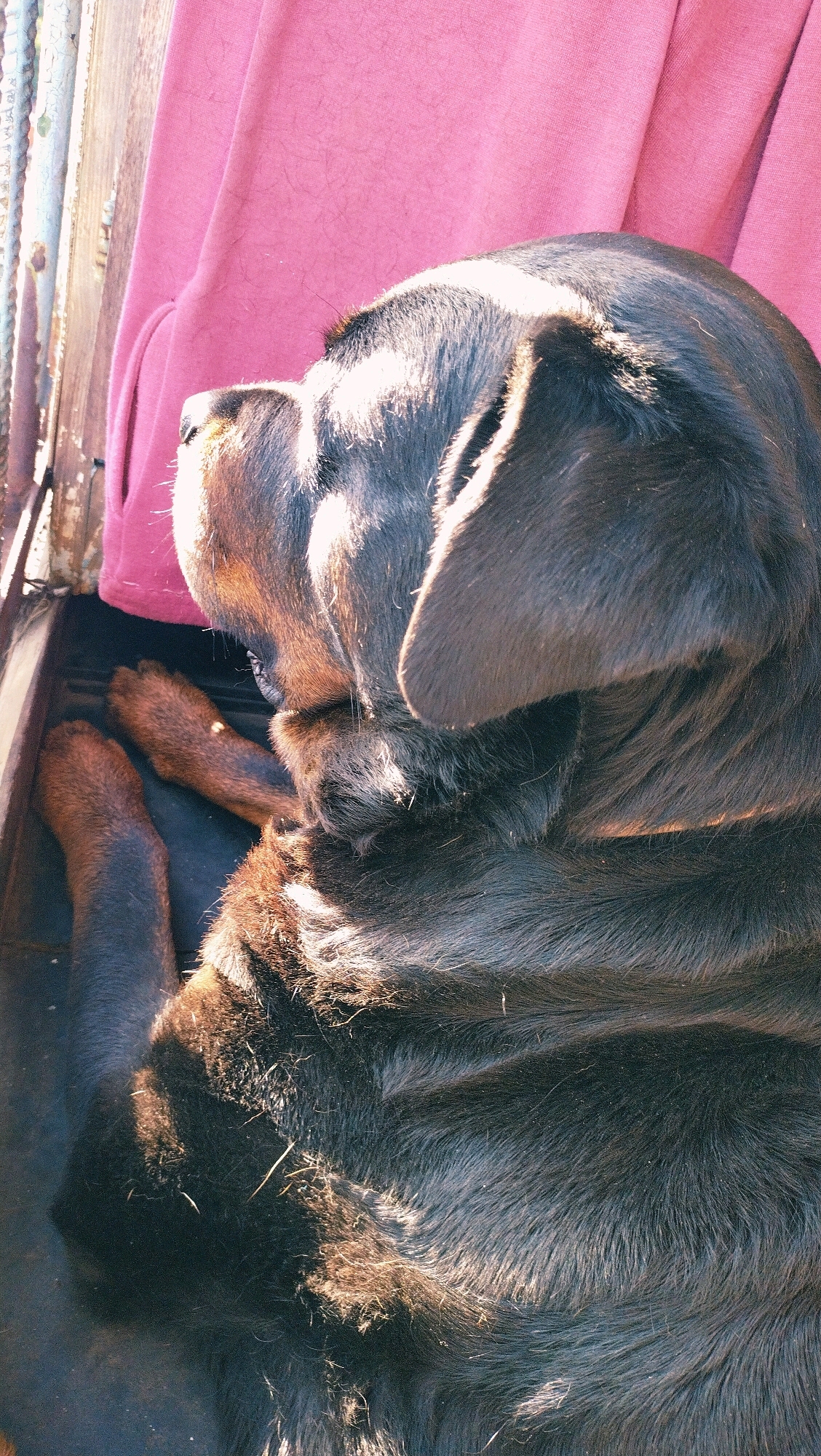 A black dog rests its head on a pink fabric, with its paws visible in the foreground. The dog is in a dark, enclosed space, possibly a crate or a bed. Sunlight streams in from the right, illuminating the dog's fur and casting shadows. The background shows a wooden fence. This image was taken outdoors in Horishni Plavni, Ukraine.