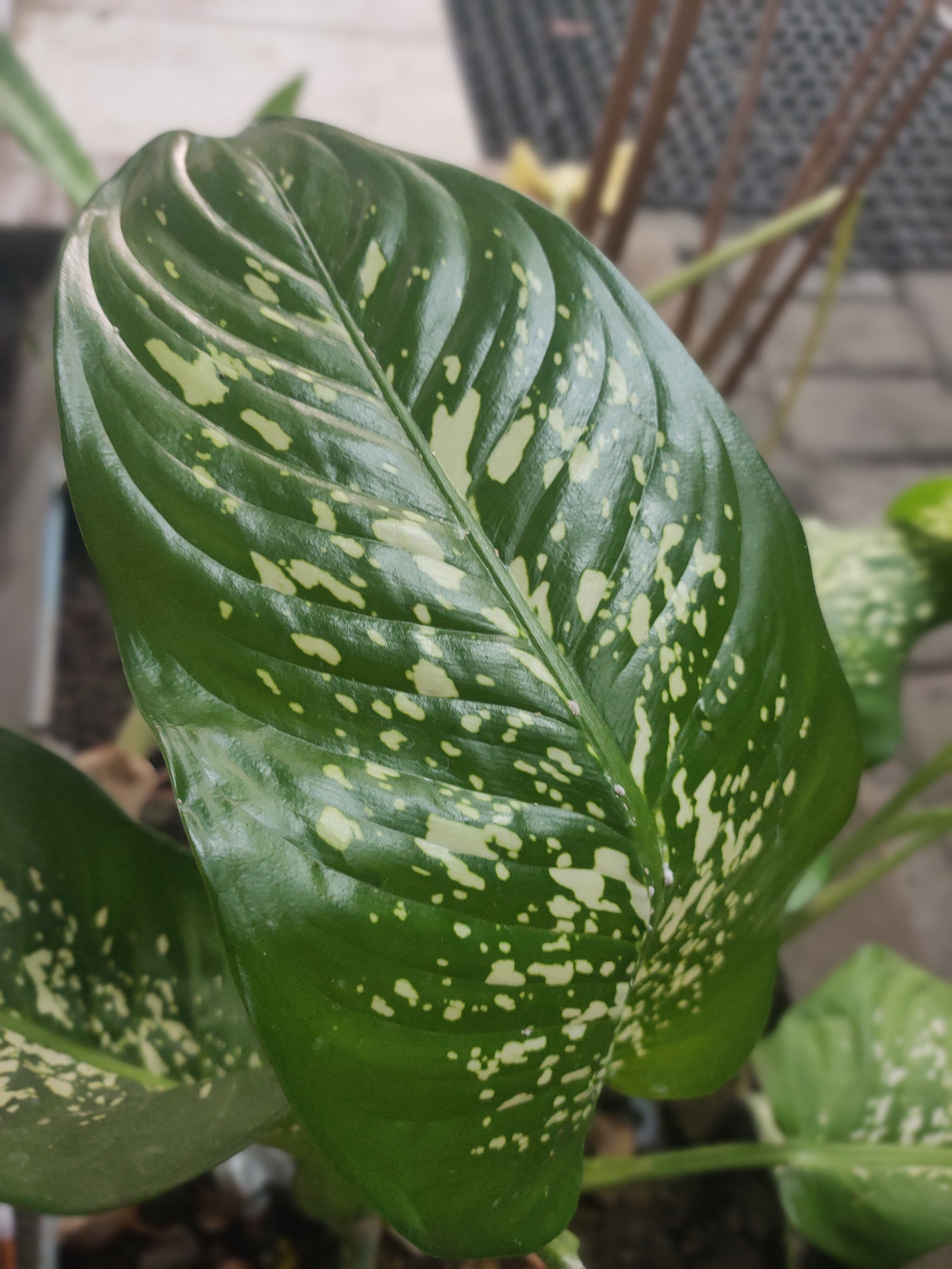 A close-up, eye-level shot captures a large, glossy green leaf with irregular white splotches. The leaf has prominent parallel veins running its length and appears to be part of a larger plant. In the background, out of focus, are hints of other green leaves, brown stems, and a light-colored, textured surface that could be a wall or paving stones. The overall impression is of a plant in an outdoor or semi-outdoor setting, possibly a garden or patio area in Sooko, Indonesia. The lighting is natural, highlighting the sheen on the leaf's surface. There are no people or animals visible in the frame.