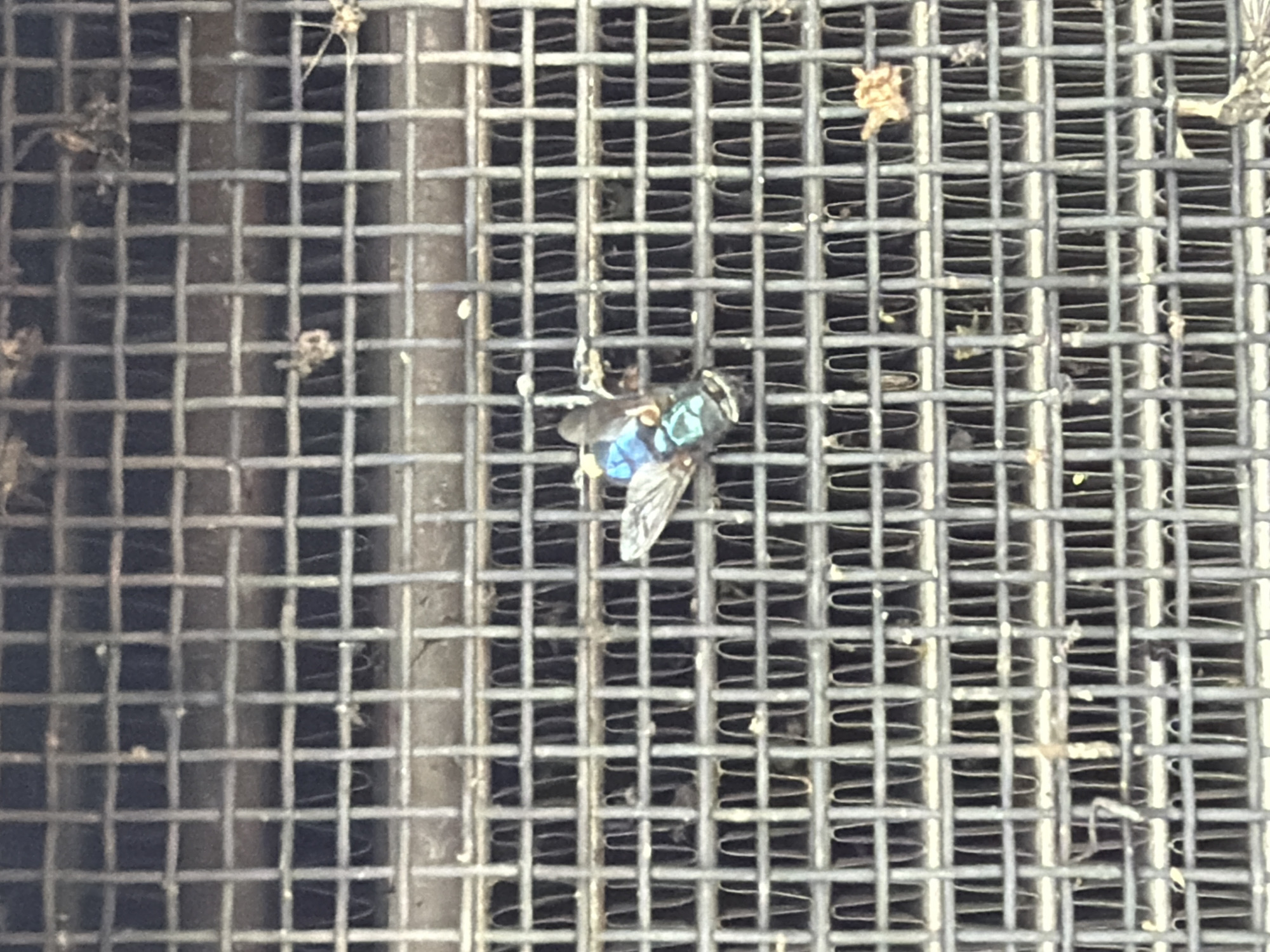 A single, iridescent blue and green fly is resting on a metal grate. The fly is positioned in the center of the frame, with its wings partially extended. The grate is made of thin, interconnected wires forming a grid pattern. The background appears to be a dark, out-of-focus surface. This image was taken in Murfreesboro, United States of America.
