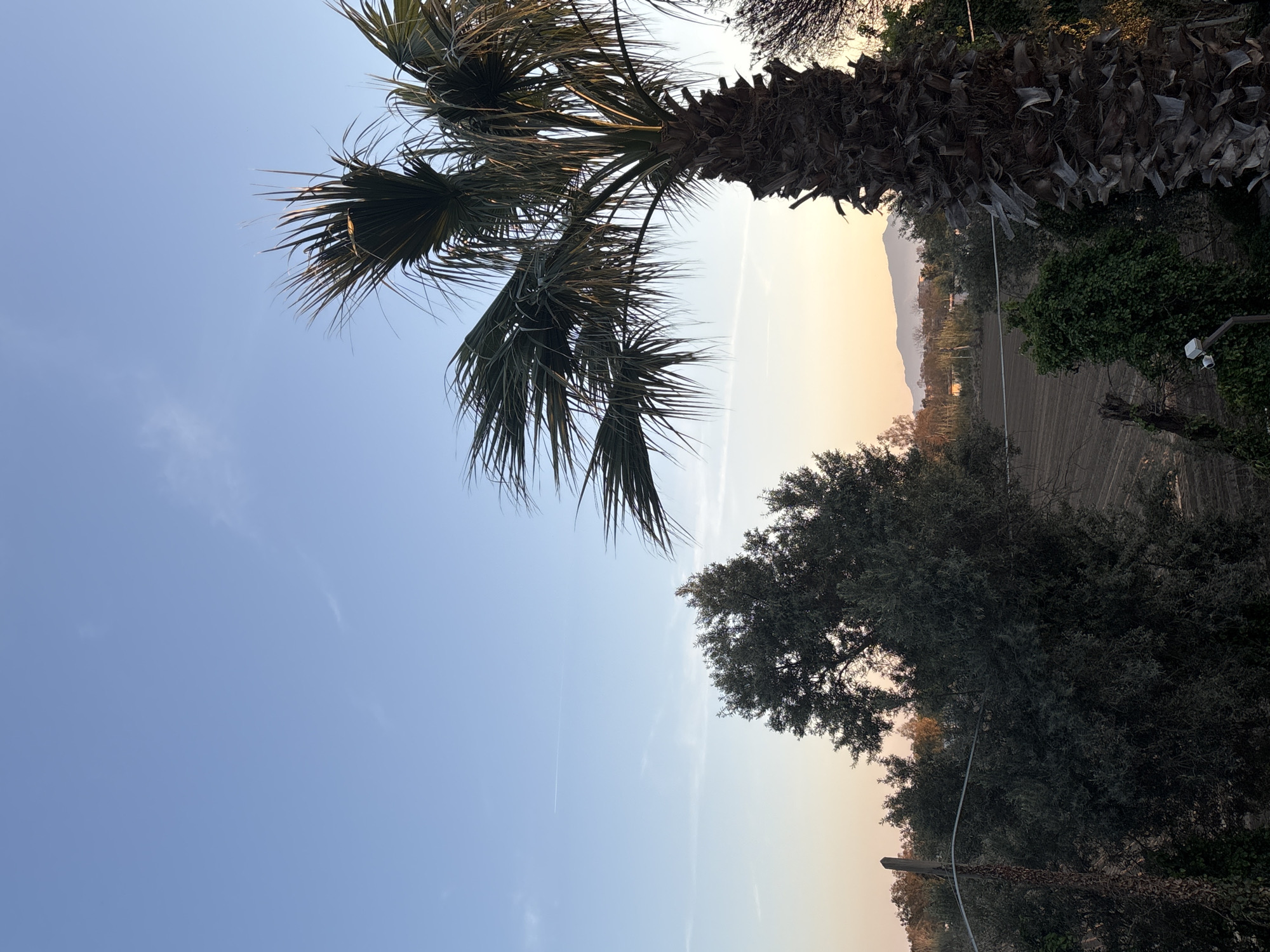 The image shows a landscape scene in Giugliano in Campania, Italy. A tall palm tree is positioned on the left side of the frame against a light blue sky. To the right of the palm tree is a field, partially visible, with distant mountains in the background. A large leafy tree is situated in the lower right corner of the image. The sky transitions from blue to a light orange hue, indicative of either sunrise or sunset. A few power lines are running through the trees.