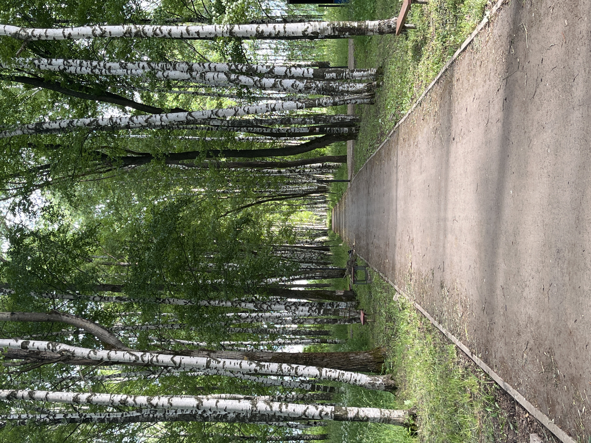 The image shows a straight, unpaved pathway in a park lined with birch trees. The pathway is approximately 10-15 feet wide and appears to be made of compacted dirt. On either side of the pathway are grass and dense birch trees with their characteristic white bark. In the distance, the pathway recedes, becoming narrower and obscured by foliage. There are several park benches visible along the sides of the path, some with red seating. The environment appears to be a well-maintained park, likely in a temperate climate during the summer, given the lush green foliage. The scene is serene and offers a sense of tranquility. The specific location in Большой Гондыр, Russia, is indicated by the context. There are no people visible in the image.