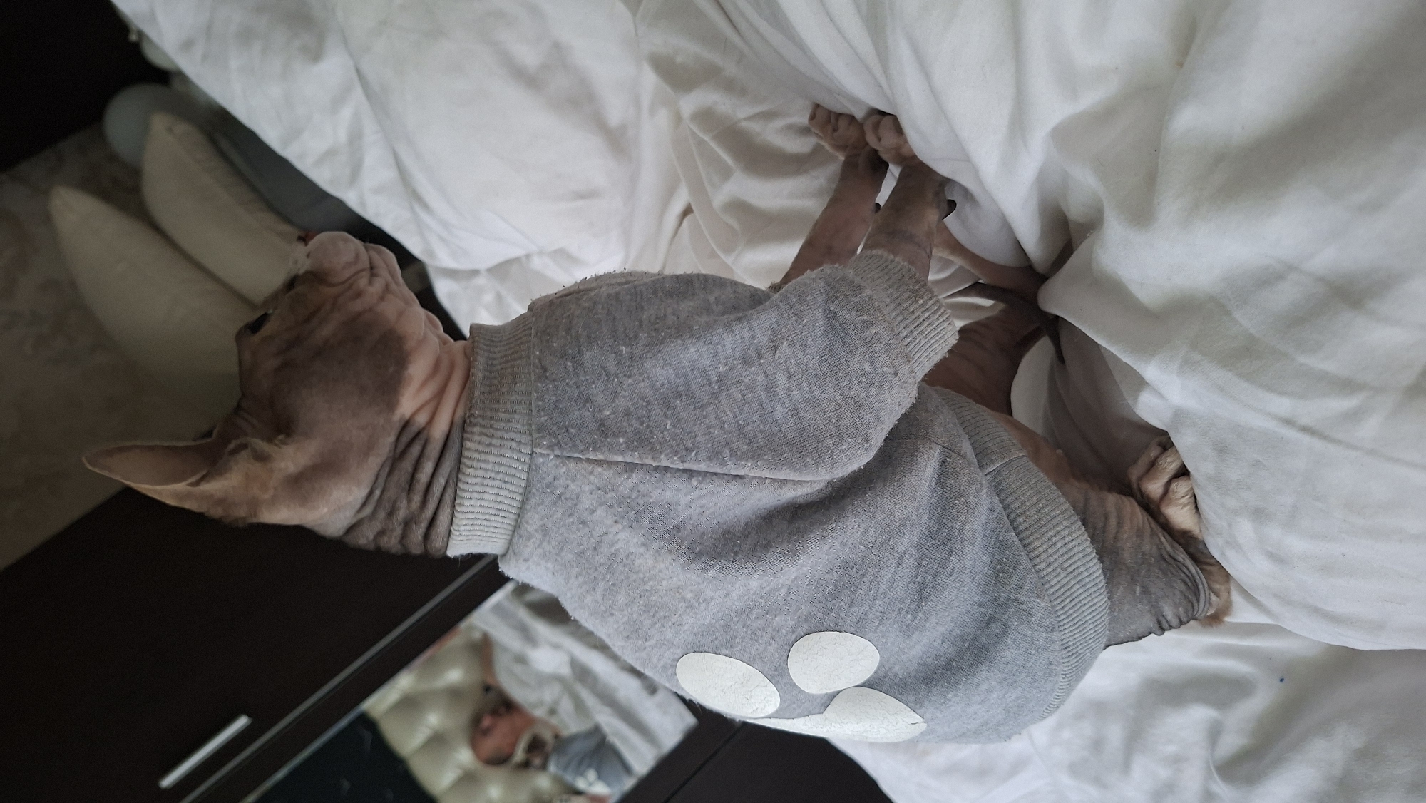 A sphynx cat wearing a grey sweater with paw print appliques sits on a white bedspread. The cat is looking to the right. In the background, a mirror reflects a person lying on the bed. The environment appears to be a bedroom, possibly in an apartment in Myadzyel, Belarus.
